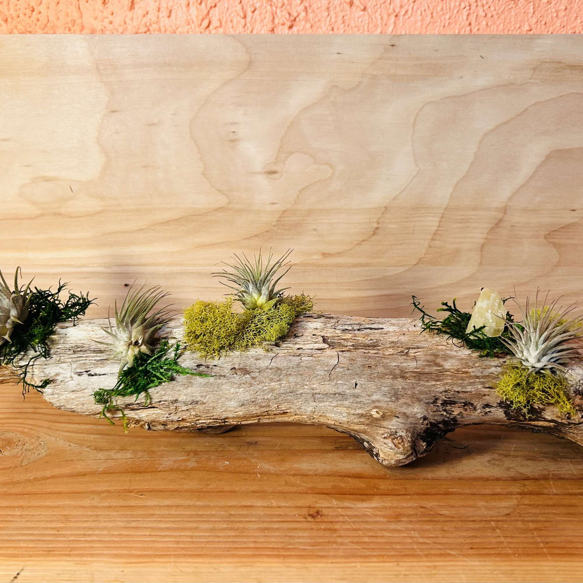 A sculptural tabletop garden built on weathered driftwood-this Driftwood Air Plant Garden