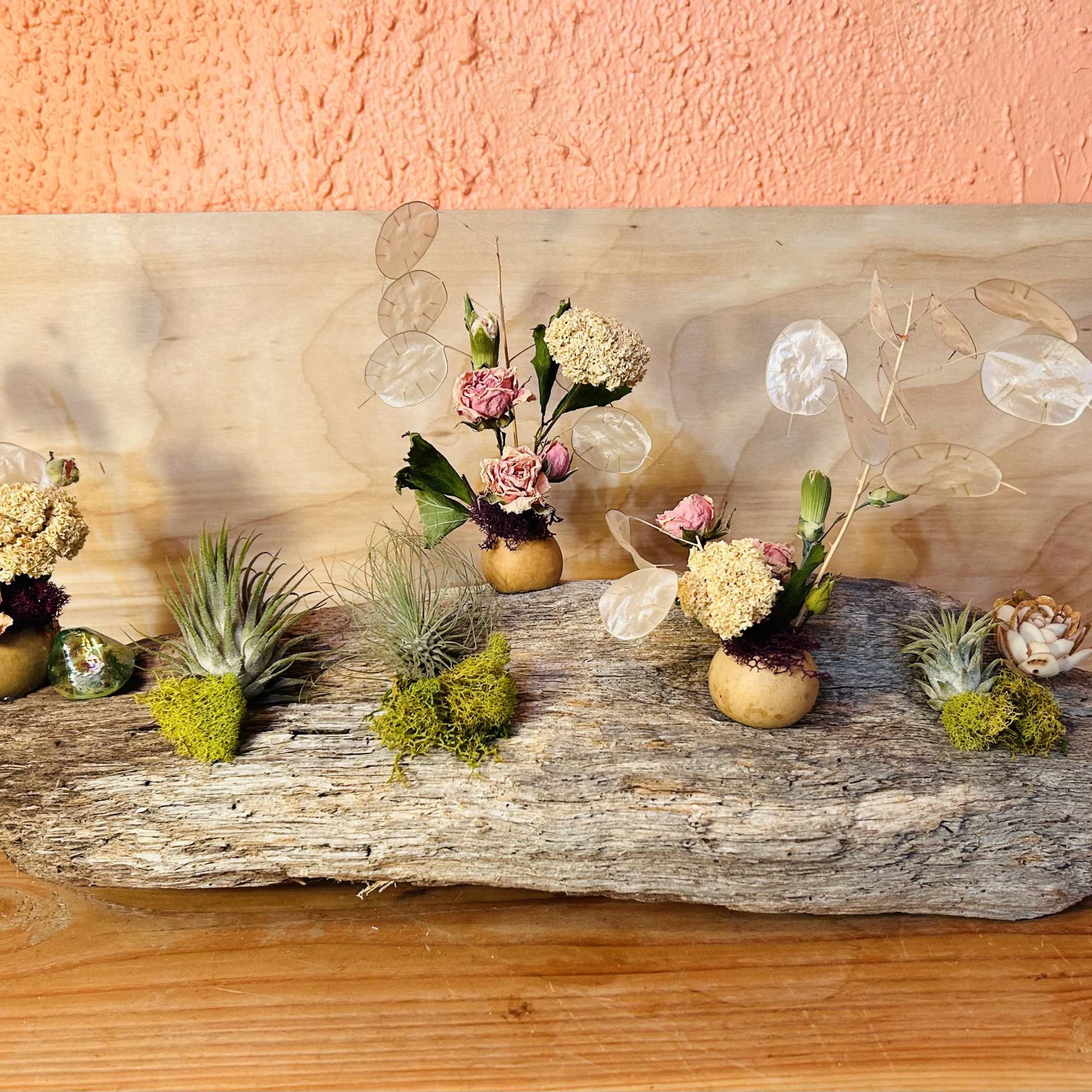 A sculptural tabletop garden built on weathered driftwood-this Driftwood Air Plant Garden
