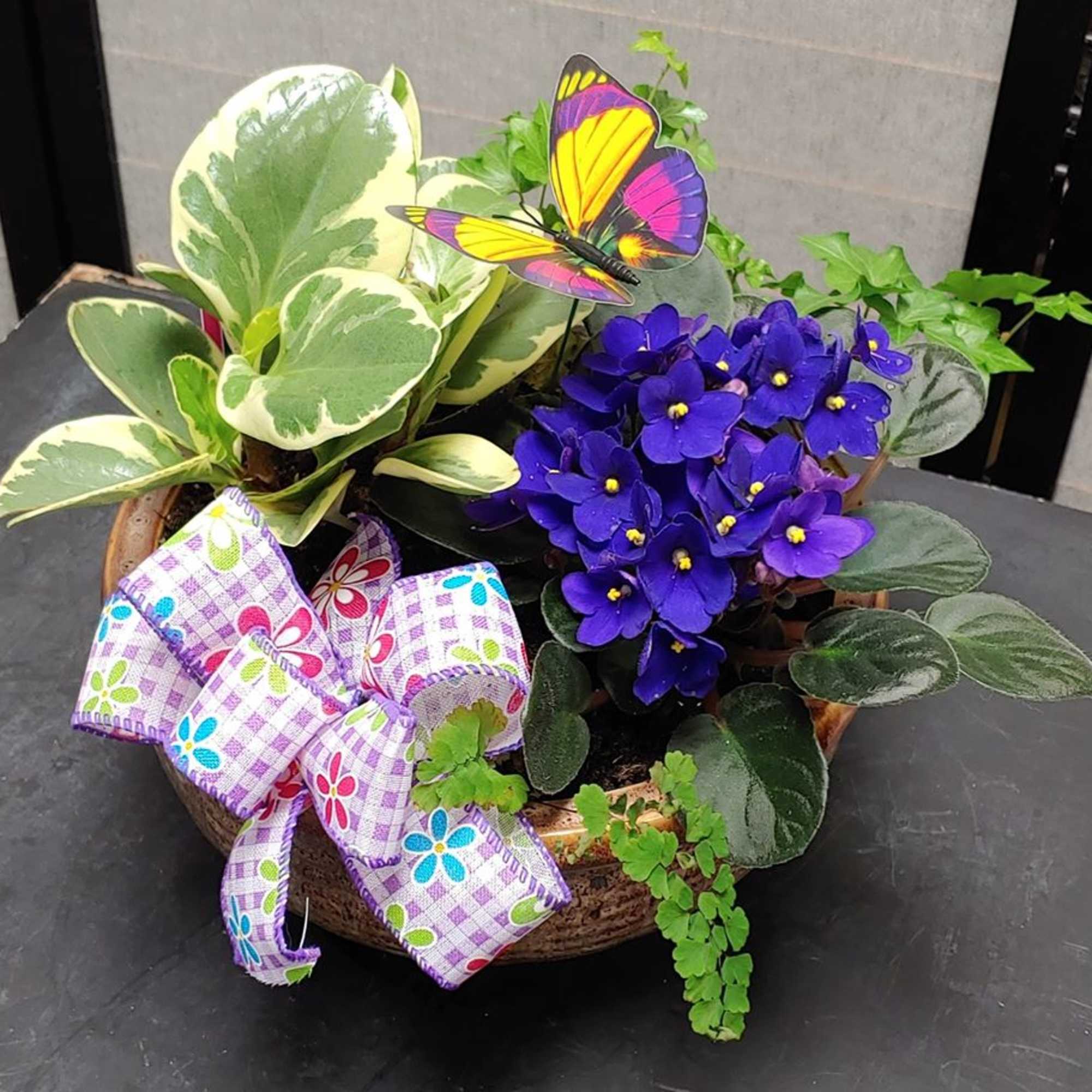 Potted plant arrangement with purple flowers, variegated foliage, and a decorative ribbon.