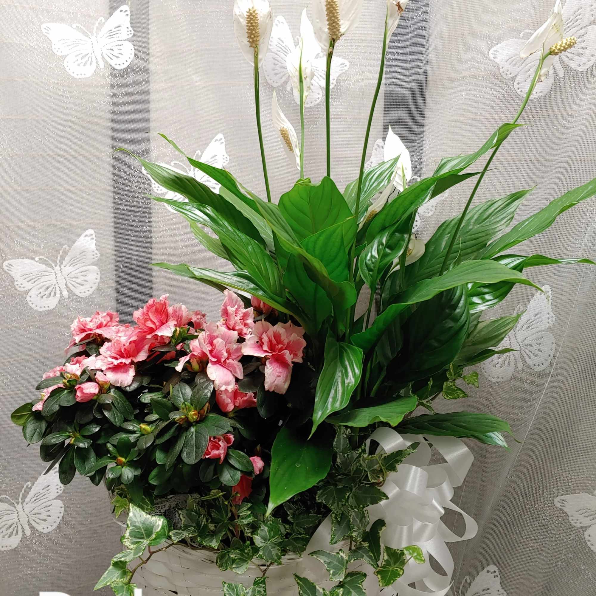 Pink flowers and white peace lilies in a white basket with ribbon