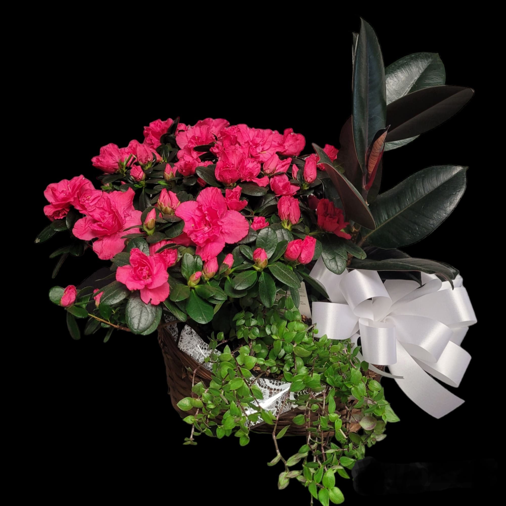 Pink flowering plant in a basket with a white ribbon