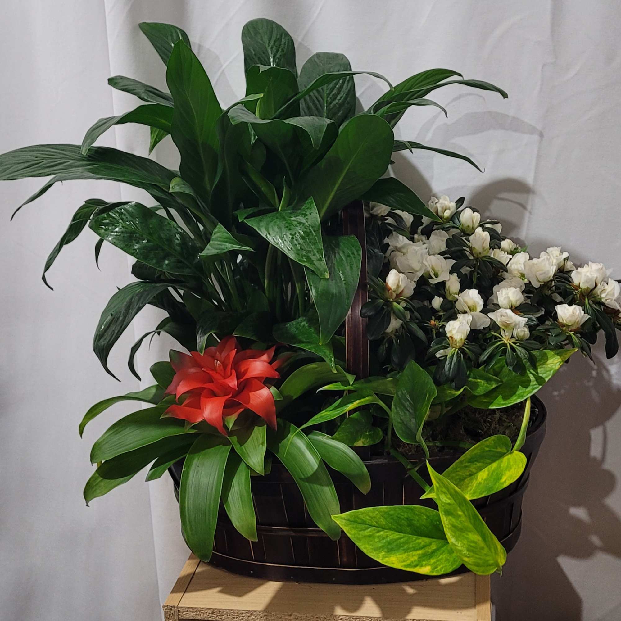 Potted arrangement with green foliage, white blooms, and a red bromeliad