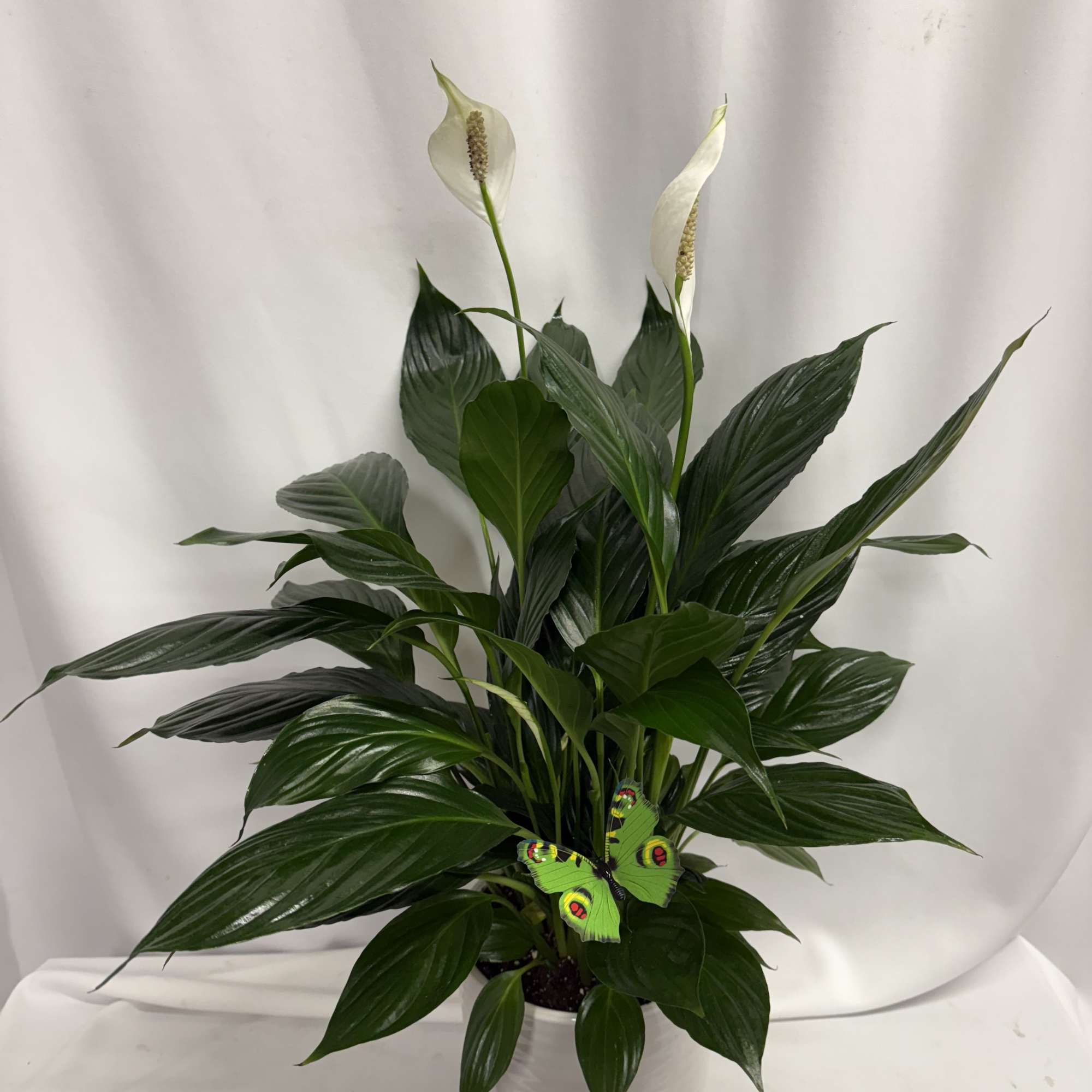 A tall reaching Spathiphyllum plant, also known as a peace lily. Peace