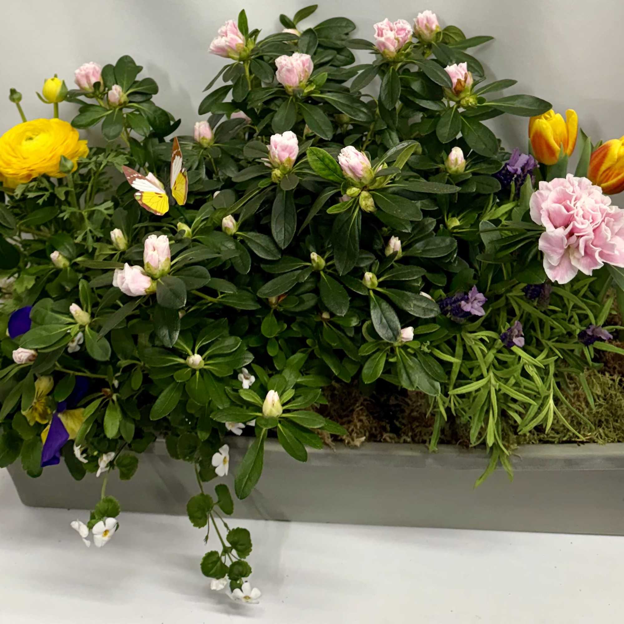 Mixed blooming plants potted in a rectangle plastic planter. Plants will vary.