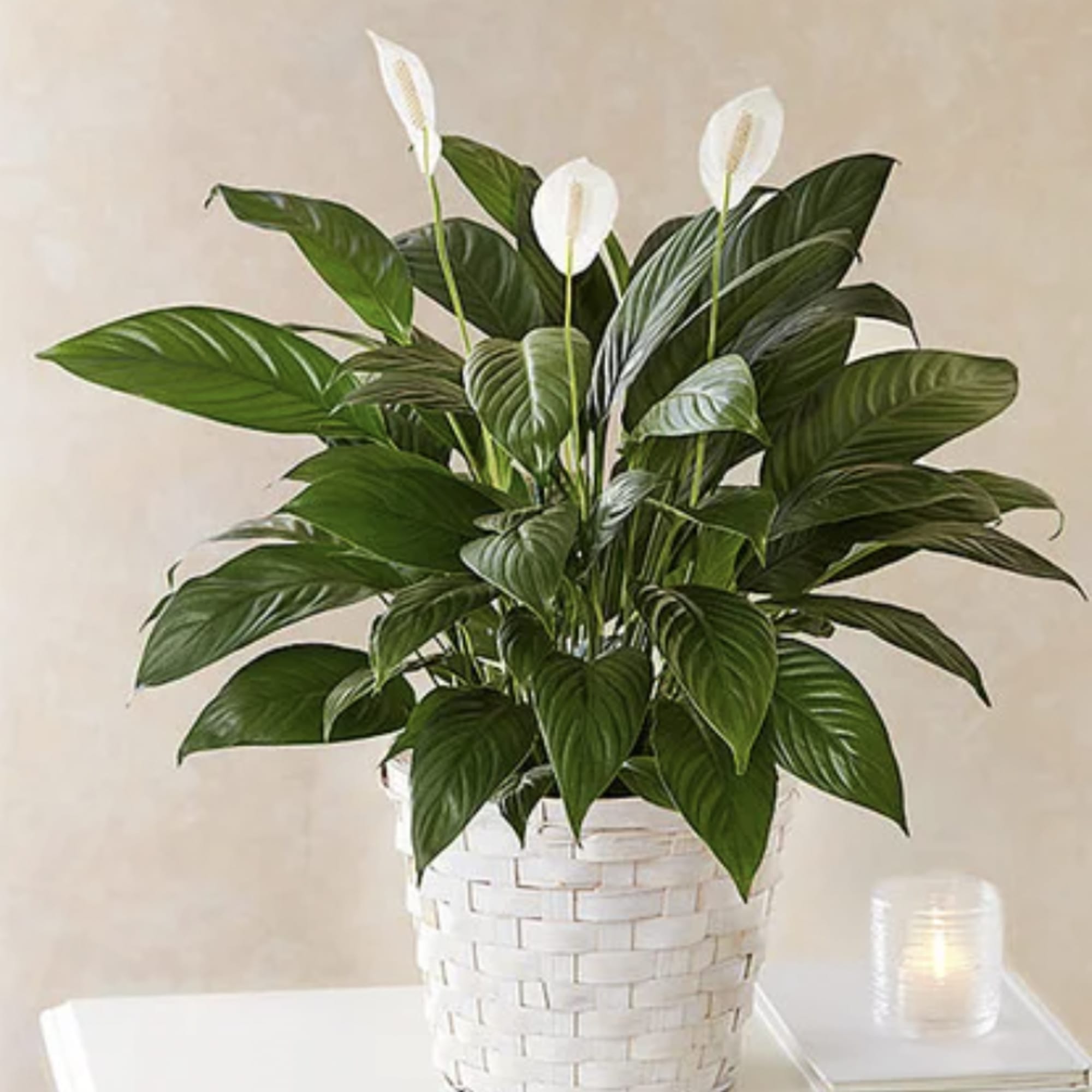 White peace lilies in a woven basket planter