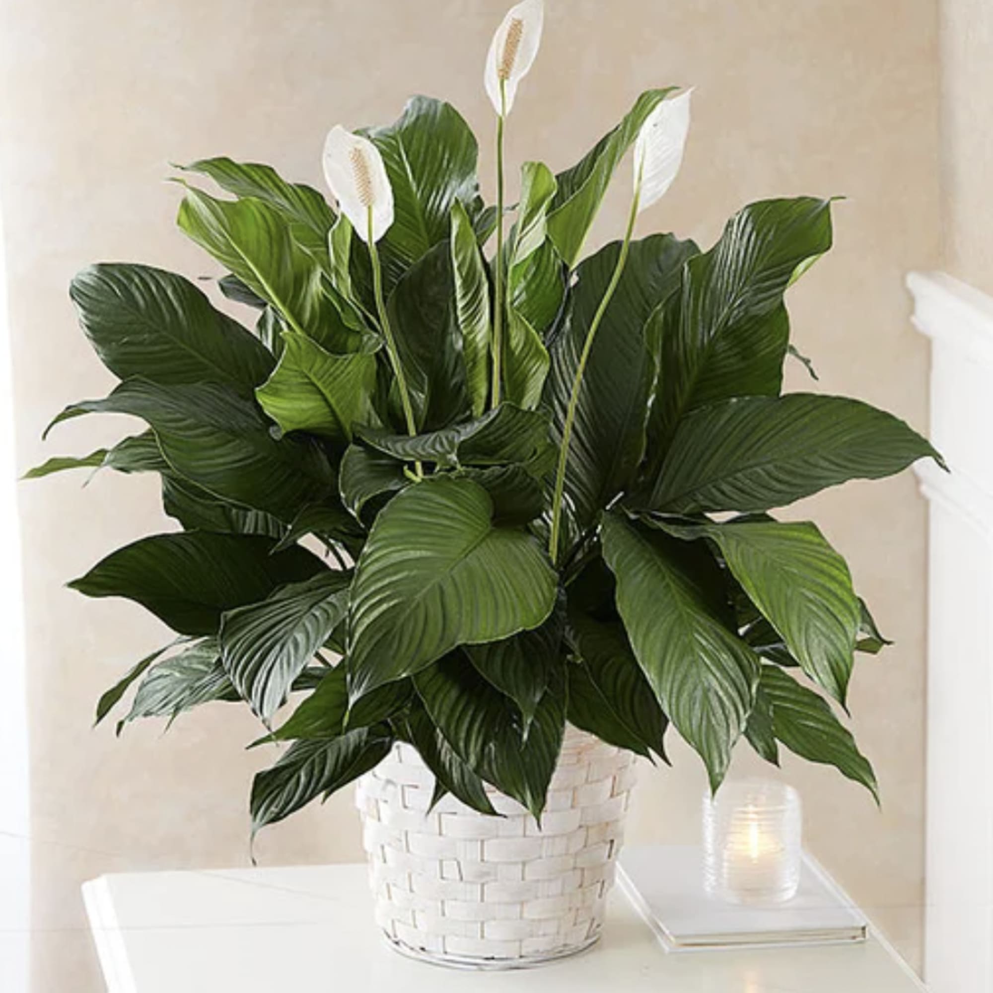 White peace lilies in a woven basket planter