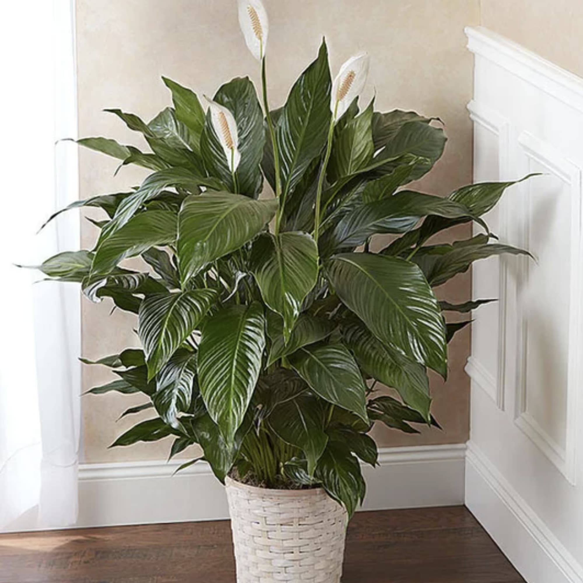 Potted peace lily plant with white blooms in a woven basket