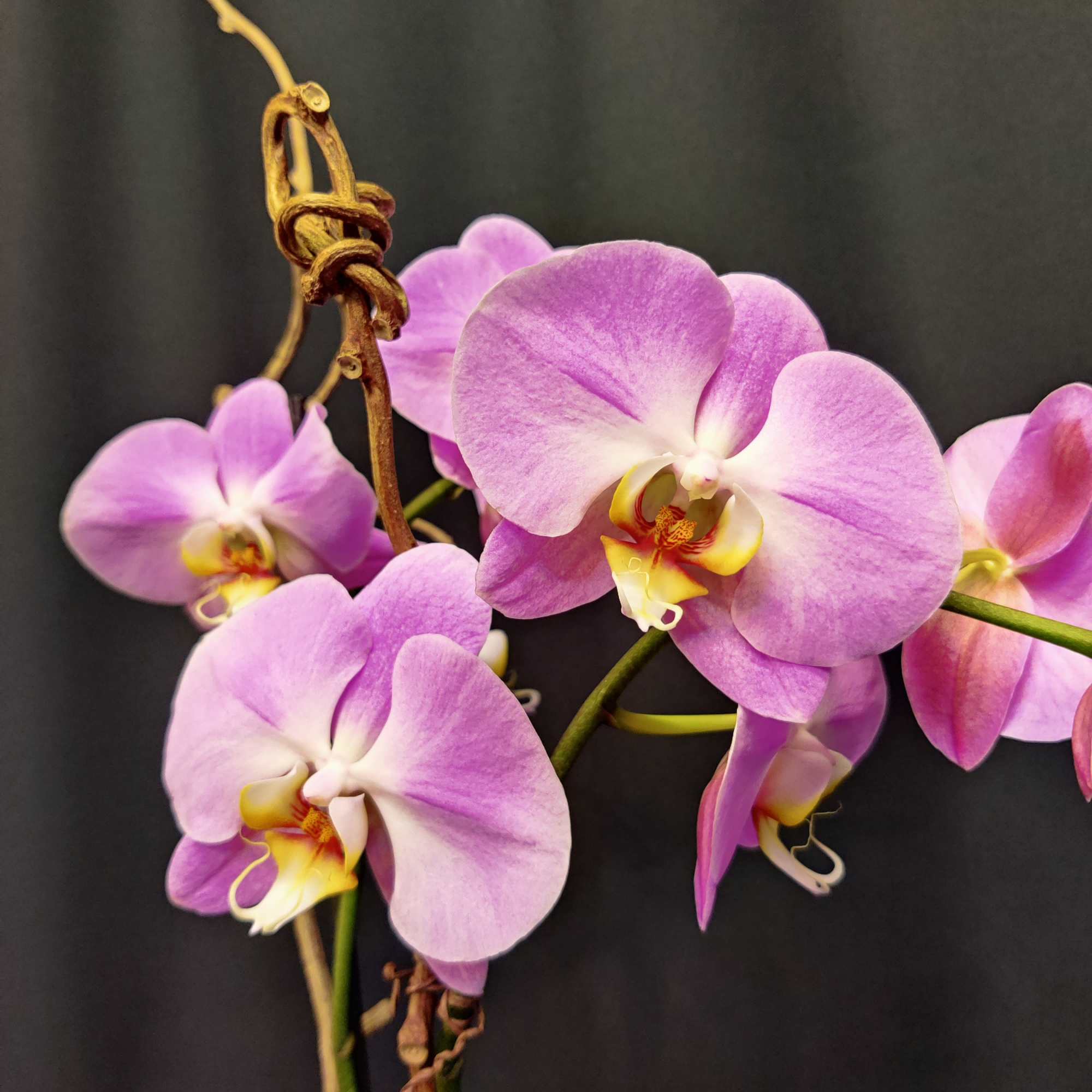 Orchid flower color, stem count and variety may vary. Container and color