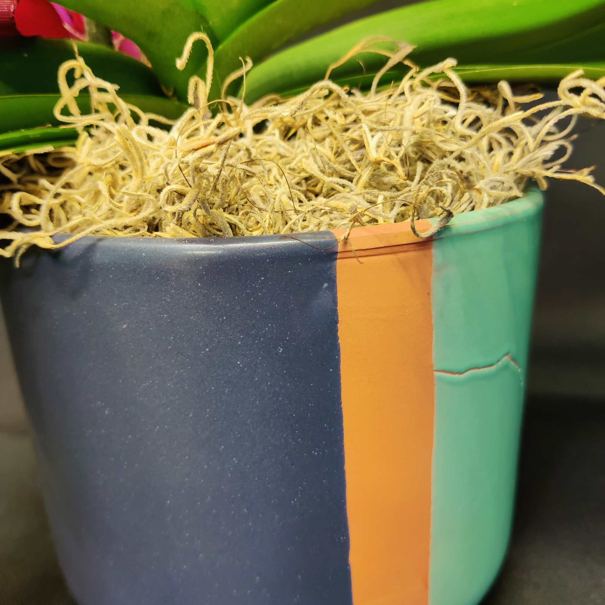 Potted orchid with broad green leaves in a colorful ceramic pot