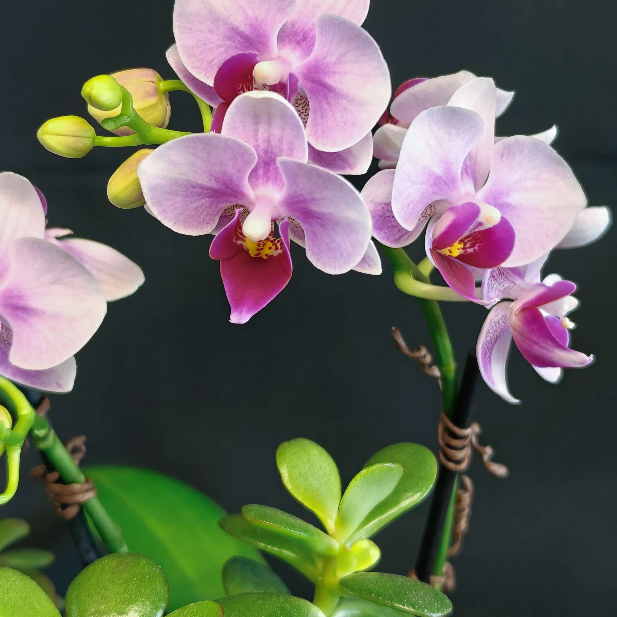 Medium size indoor potted garden to be enjoyed for many weeks. Blooming, photo 2 of 4