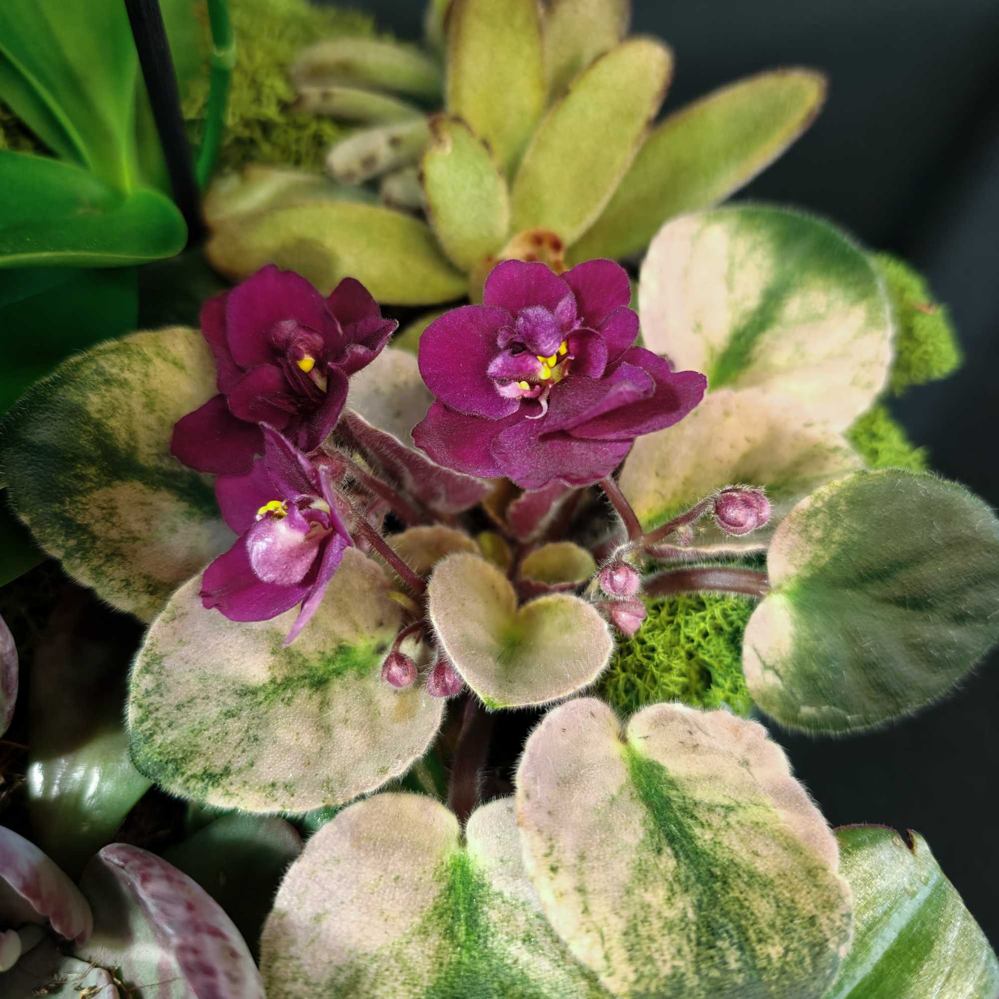 Medium size indoor potted garden to be enjoyed for many weeks. Blooming, photo 4 of 4