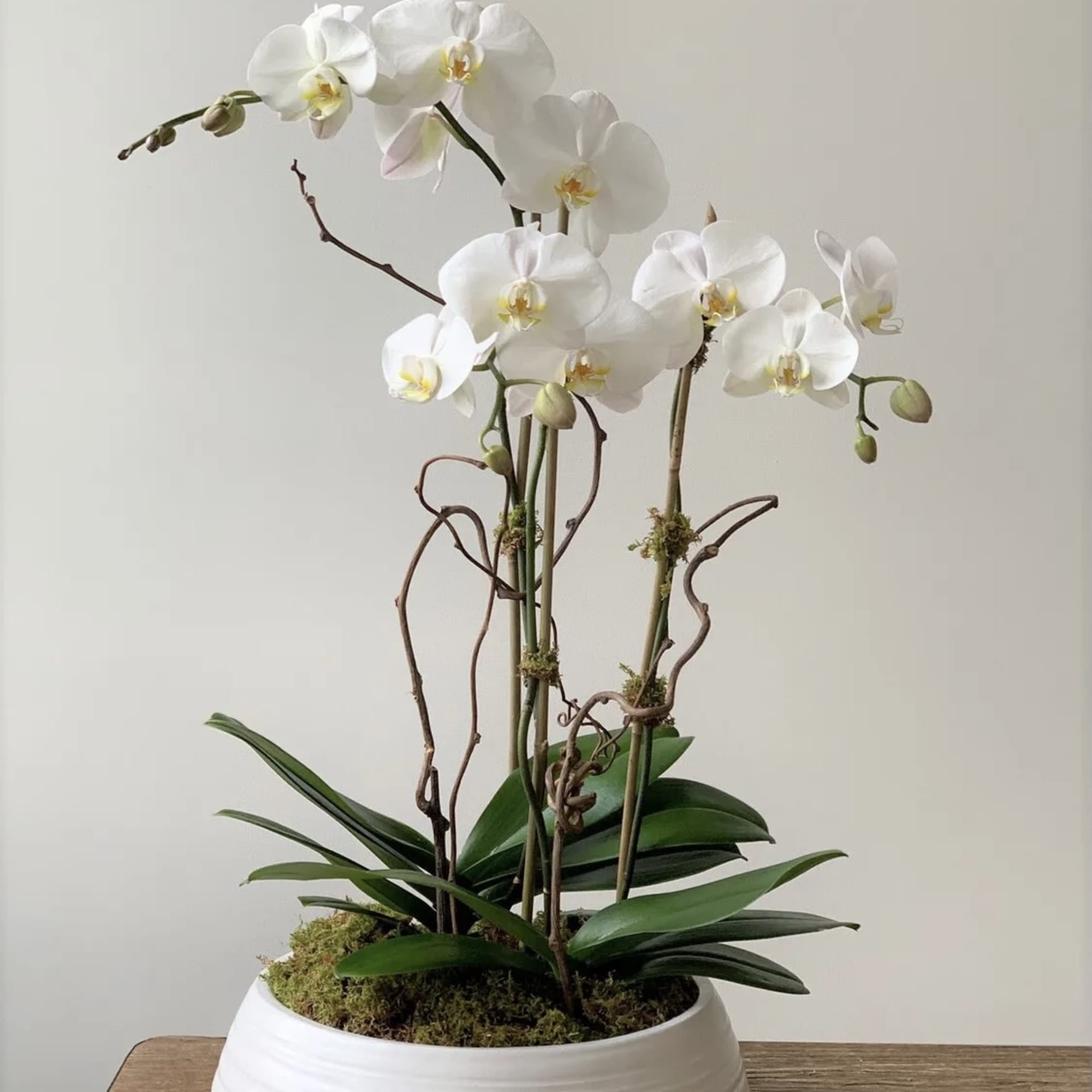 White orchid plant in a low white bowl planter