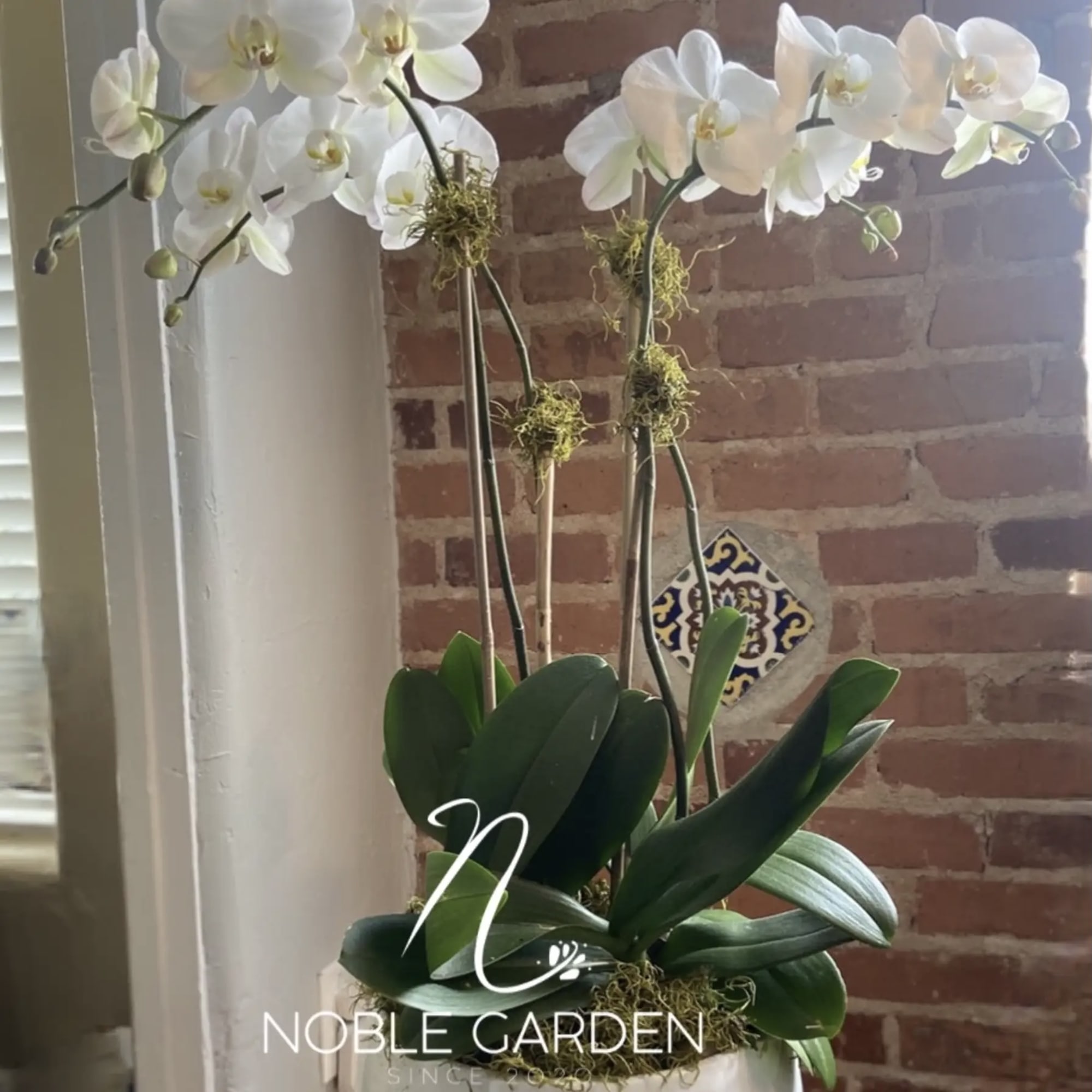 White orchid plant in a pot with broad green leaves