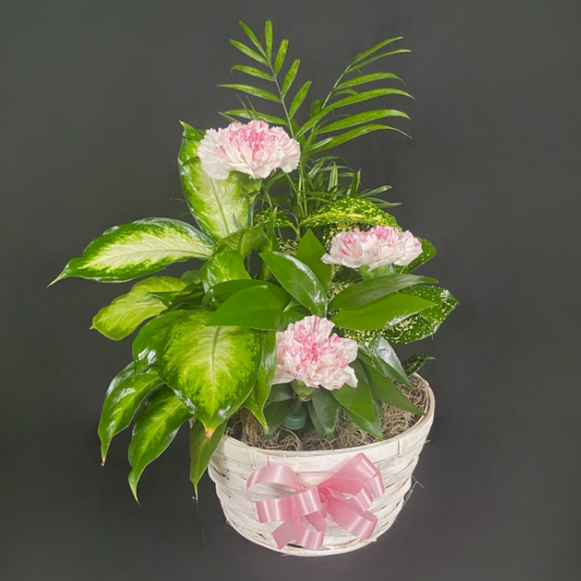 Green houseplant garden with pink carnations in a white basket with a pink bow.
