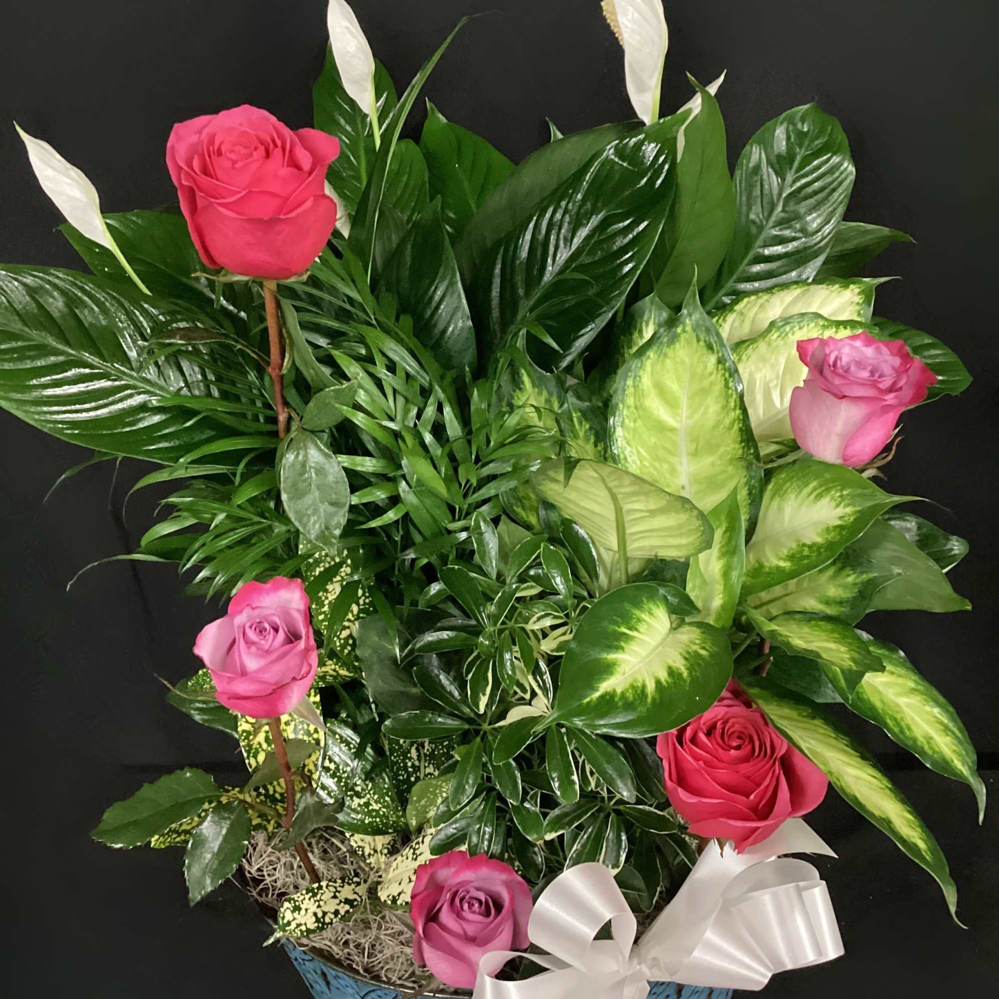 Dish garden of assorted green plants with pink roses and white peace lilies in a blue container with a white bow