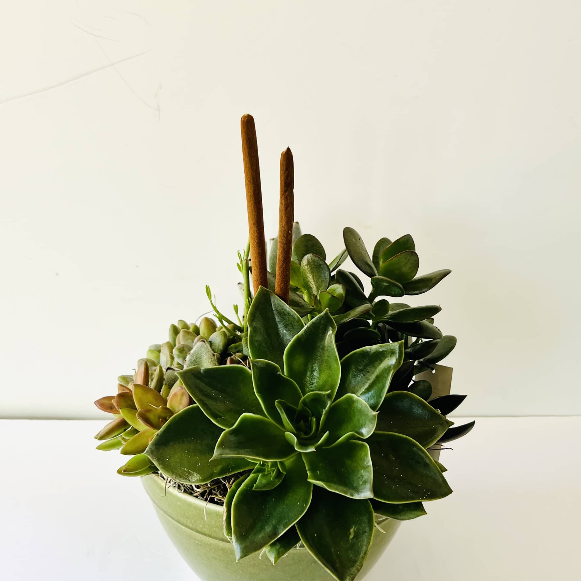Succulent arrangement in a green bowl with two cinnamon sticks