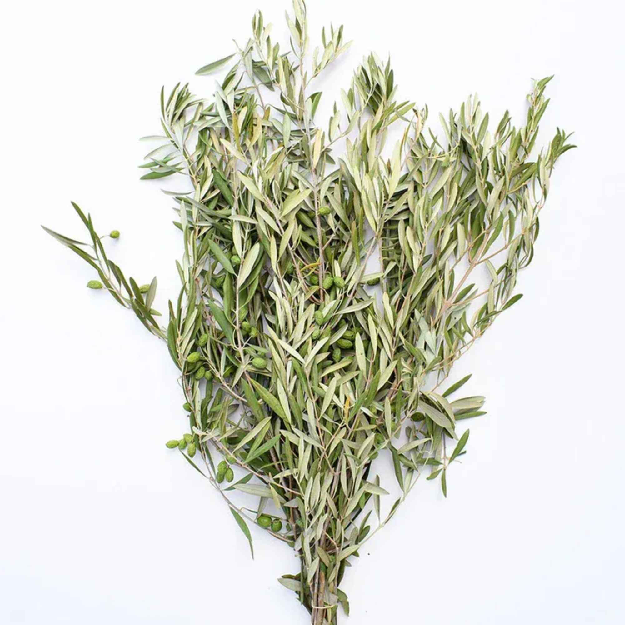 Bundle of olive branches with narrow green leaves and small olives