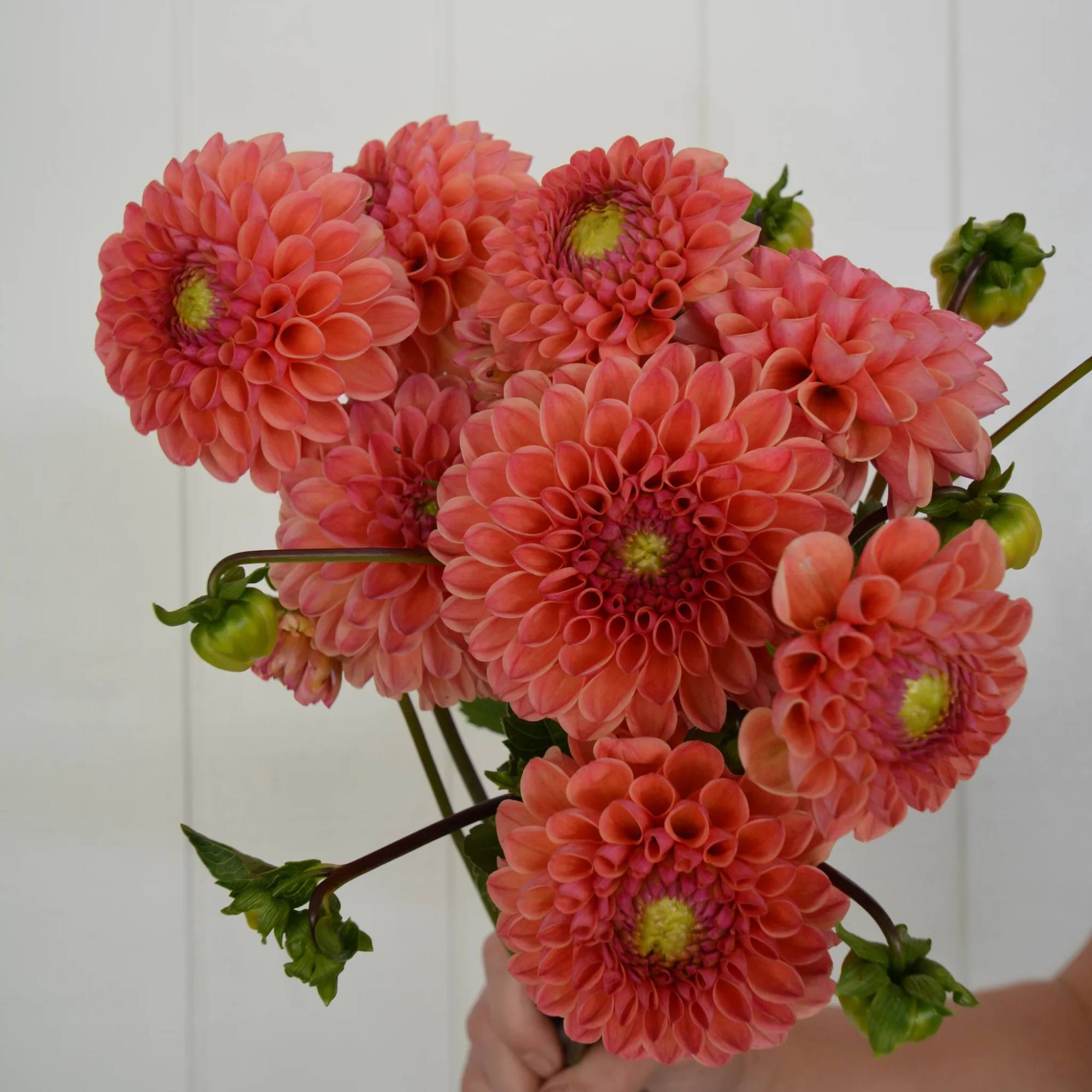 Handheld bouquet of coral-pink dahlia flowers against a white background