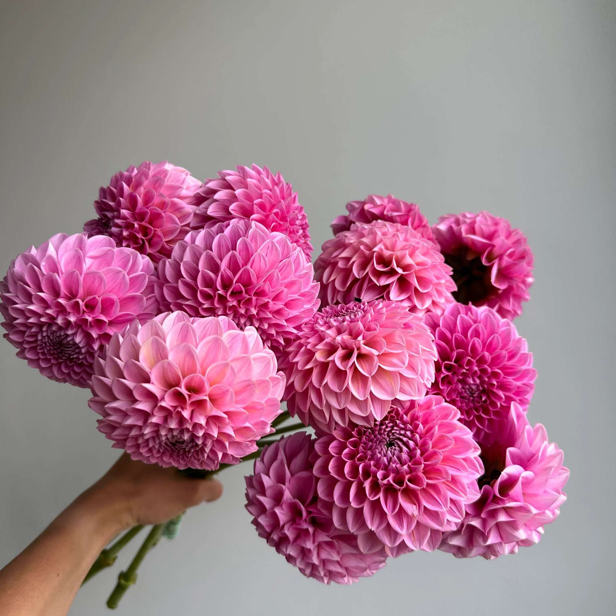 Handheld bouquet of pink dahlias against a plain gray background