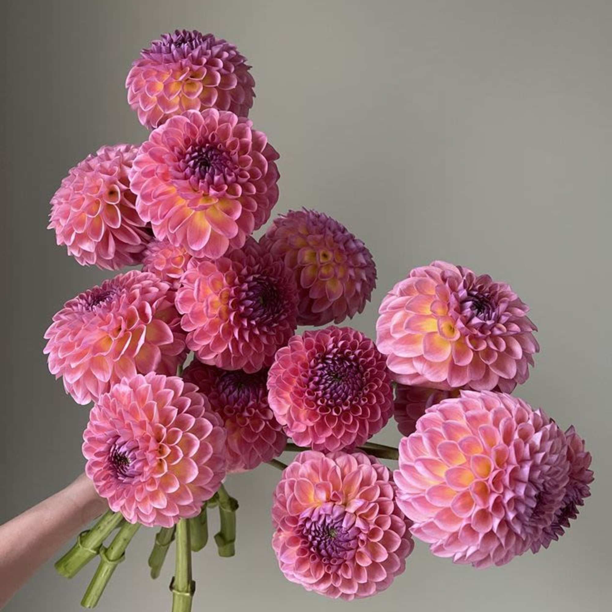 Handheld bouquet of pink and purple dahlias