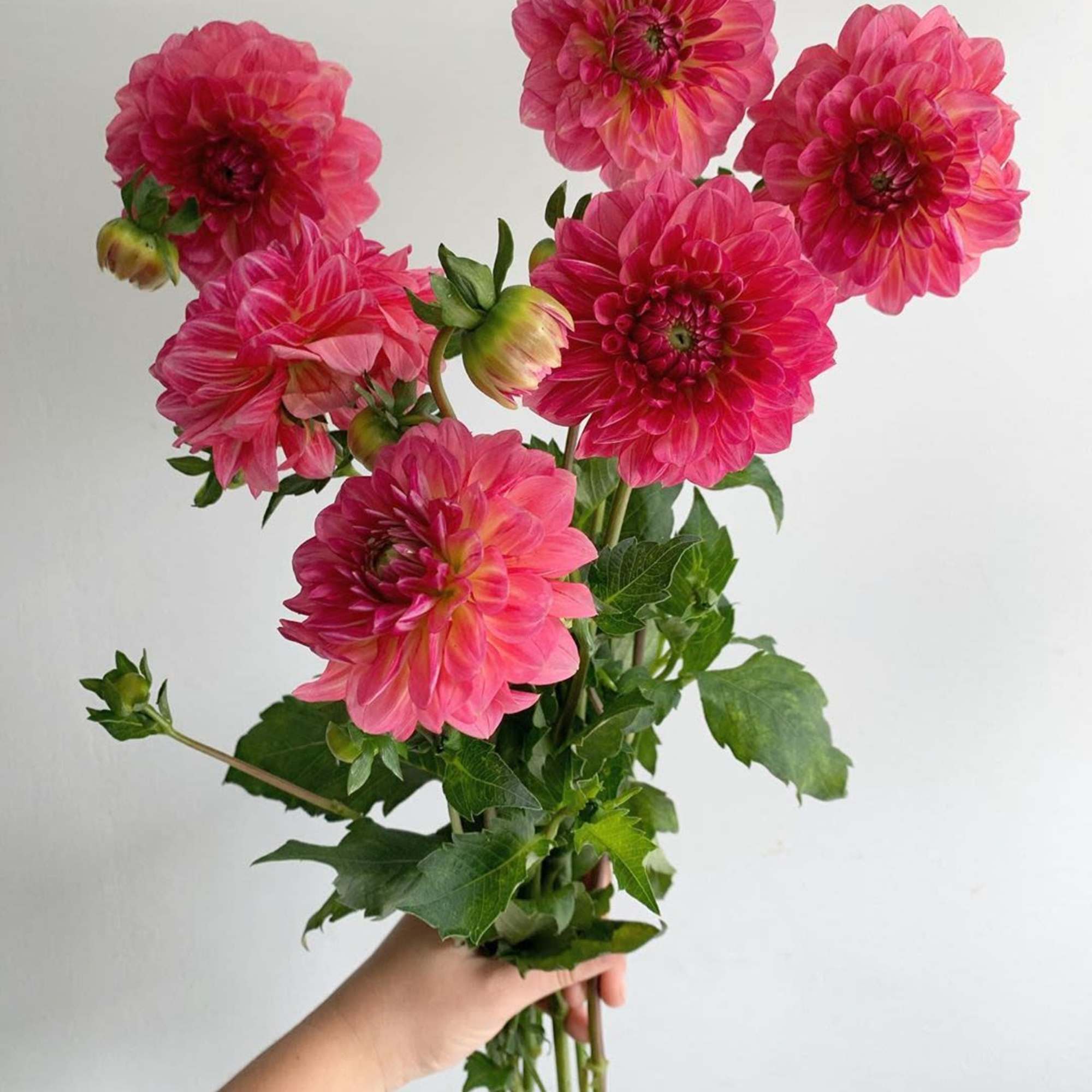 Hand-held bunch of bright pink dahlia-style blooms with long stems against a plain background