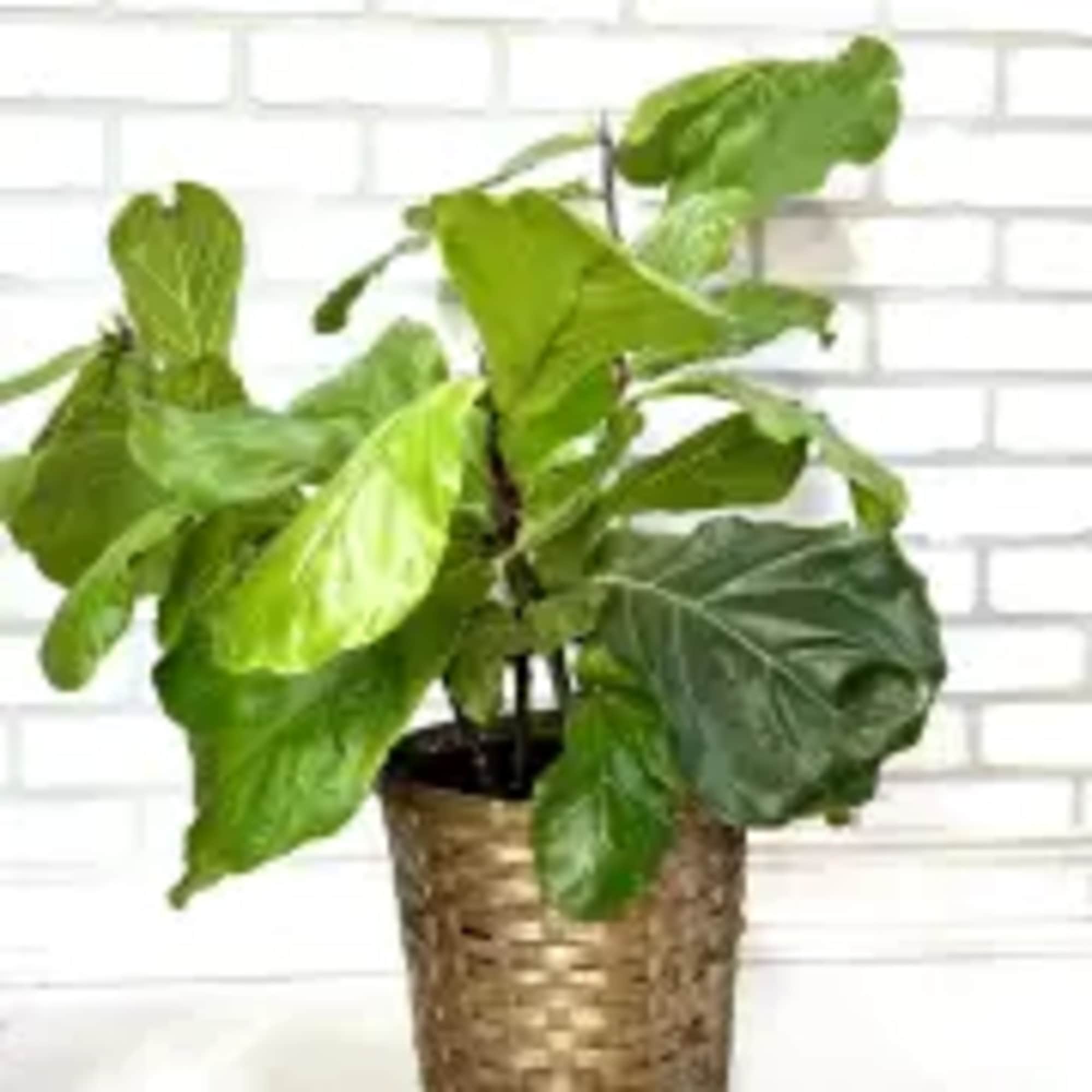 Potted green houseplant with broad leaves in a woven basket