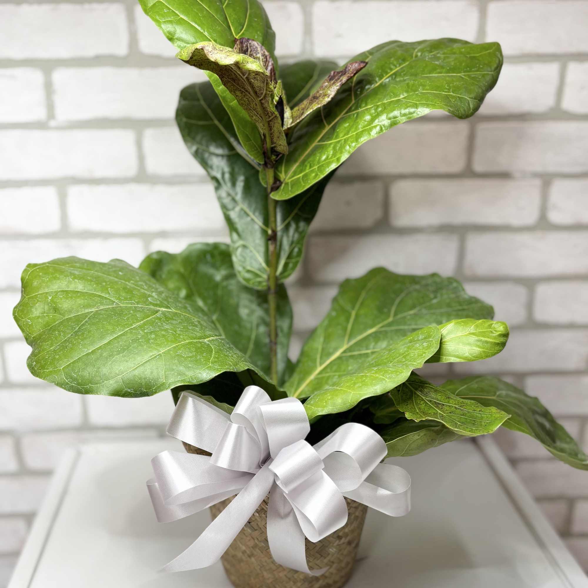 Potted green fiddle leaf fig plant with a white ribbon bow