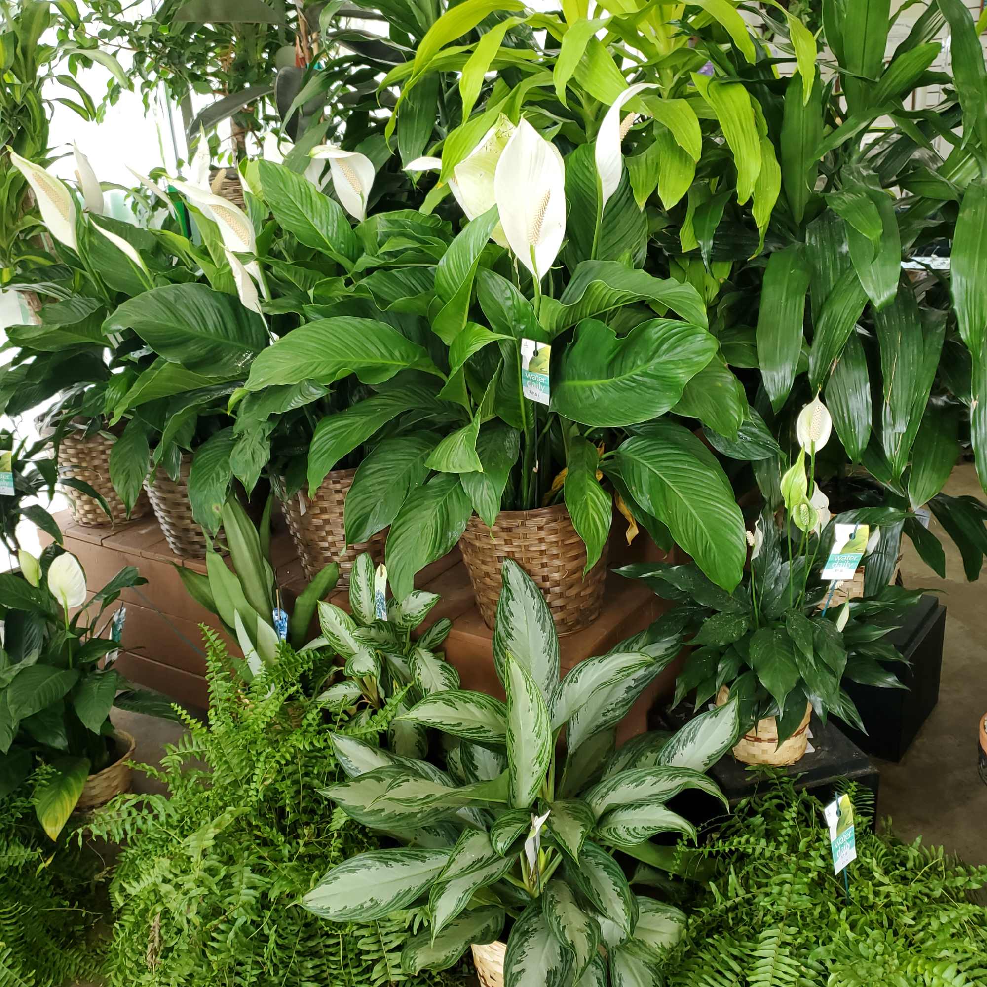 Assorted potted houseplants with broad green leaves and white blooms