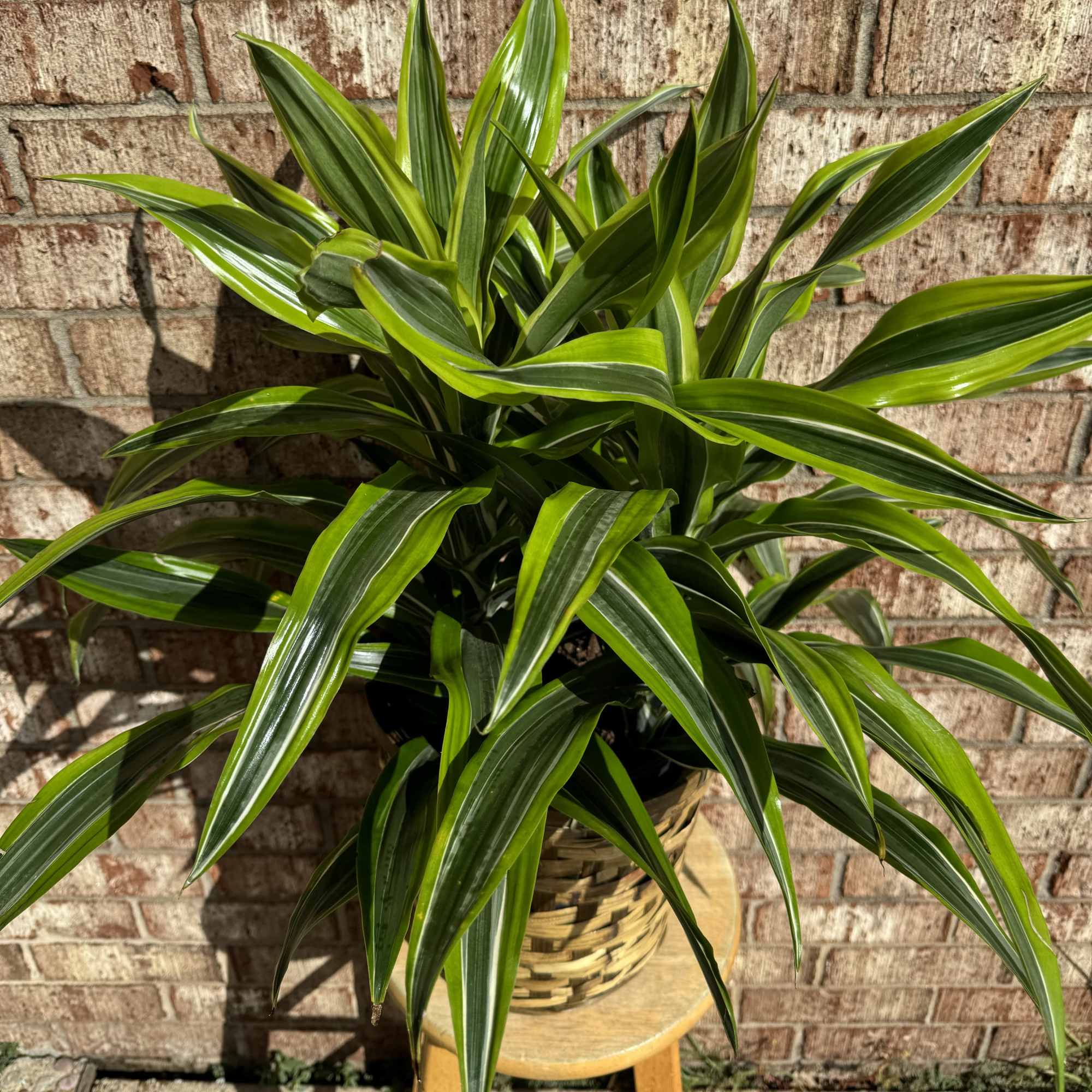 Potted green dracaena plant in a woven basket on a stool