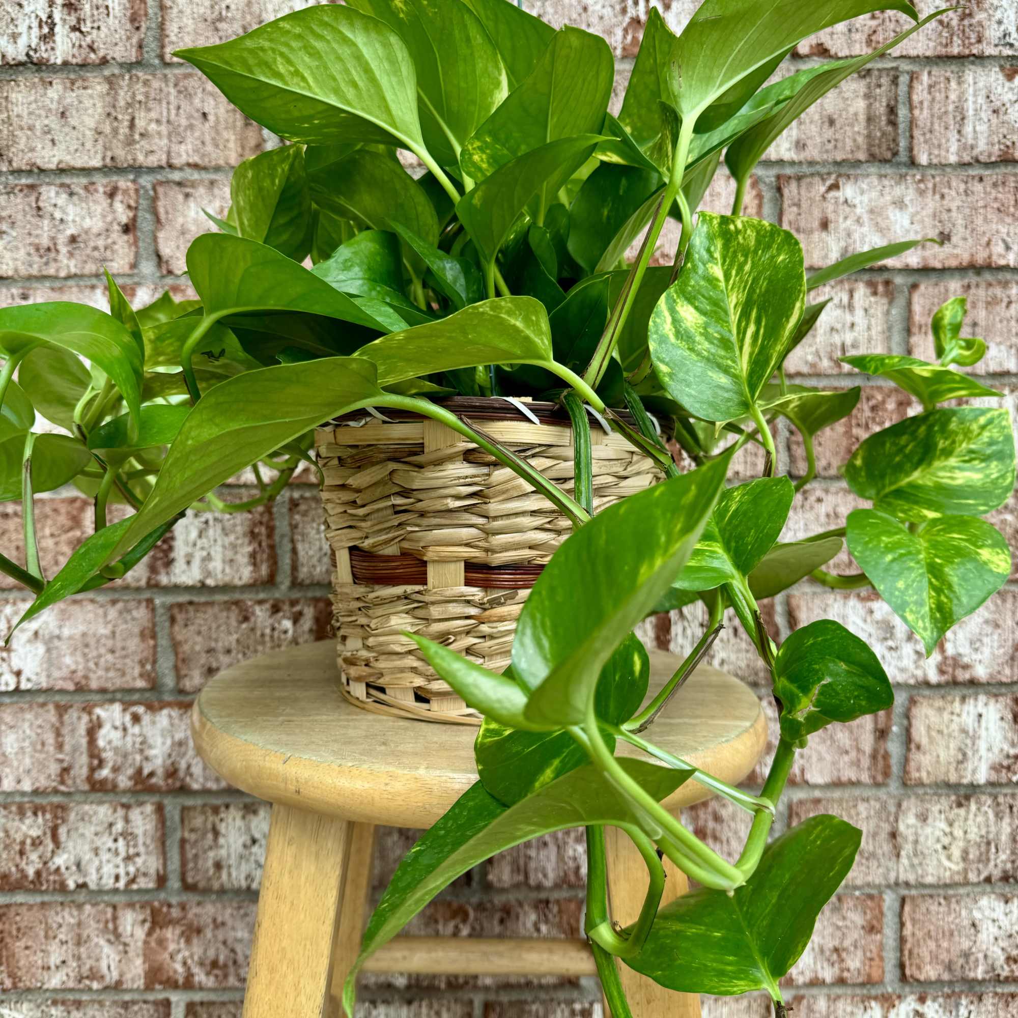 Potted pothos plant in a woven basket on a stool