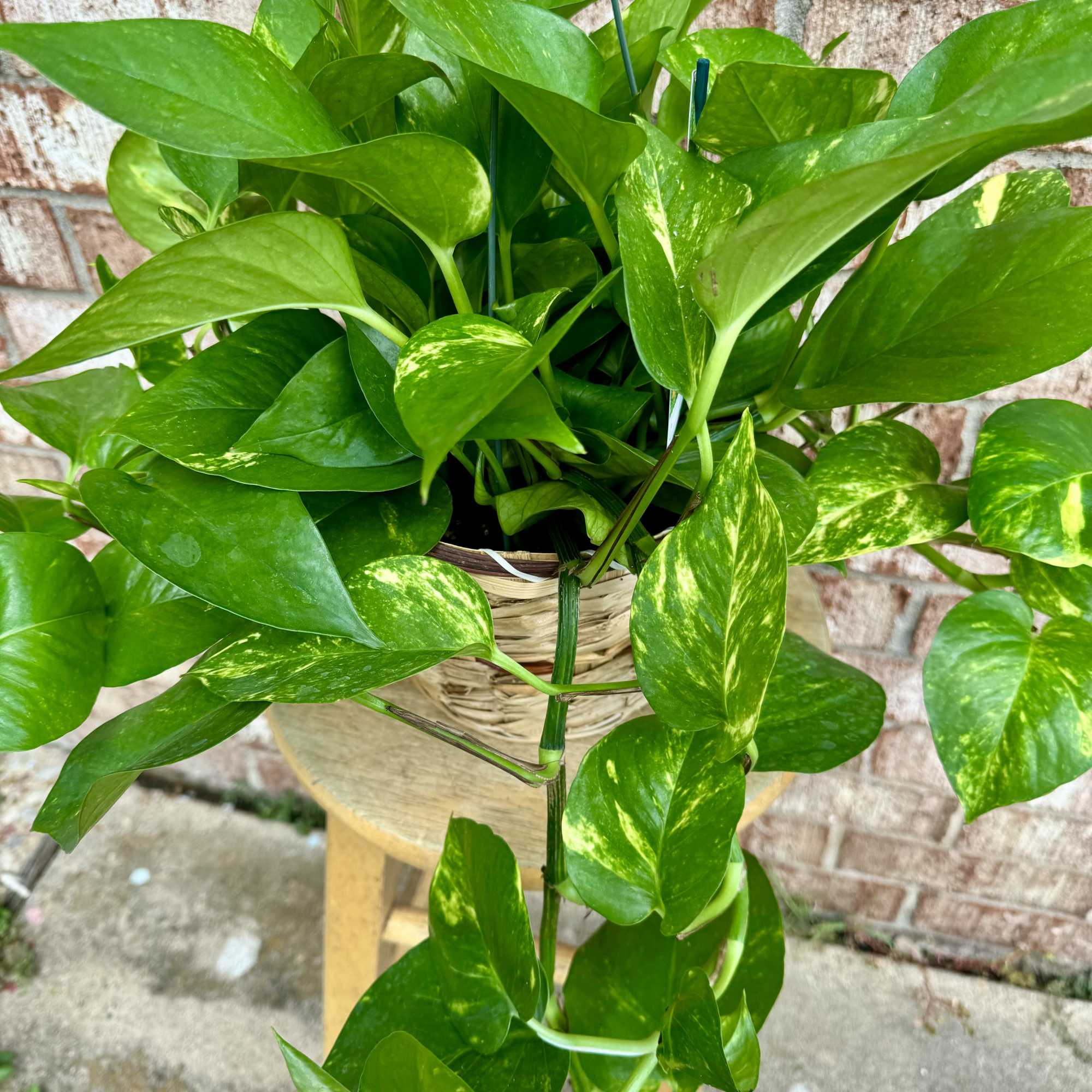 Potted trailing pothos plant with bright green variegated leaves