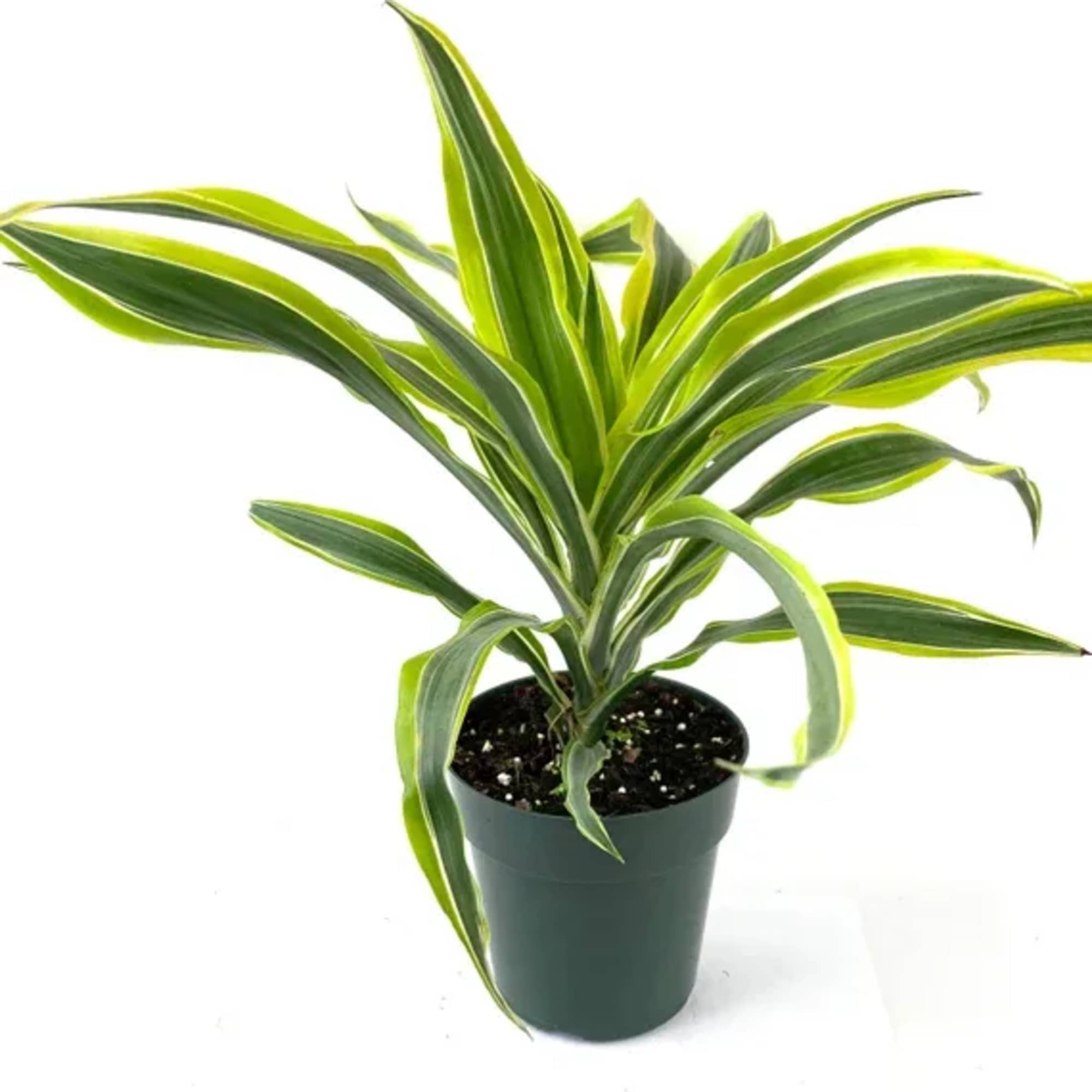 Potted variegated dracaena plant with long striped leaves