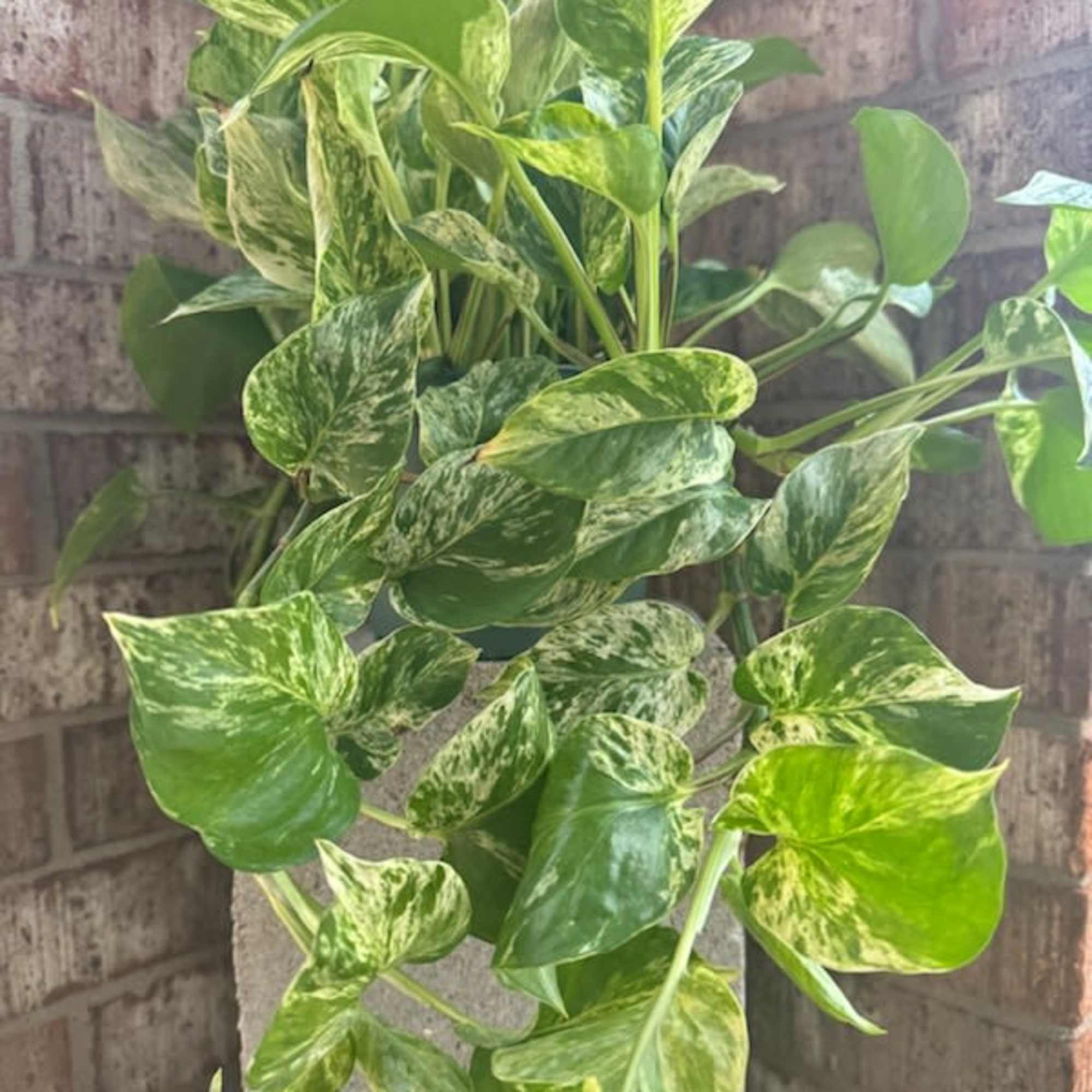 Variegated pothos plant in a gray planter