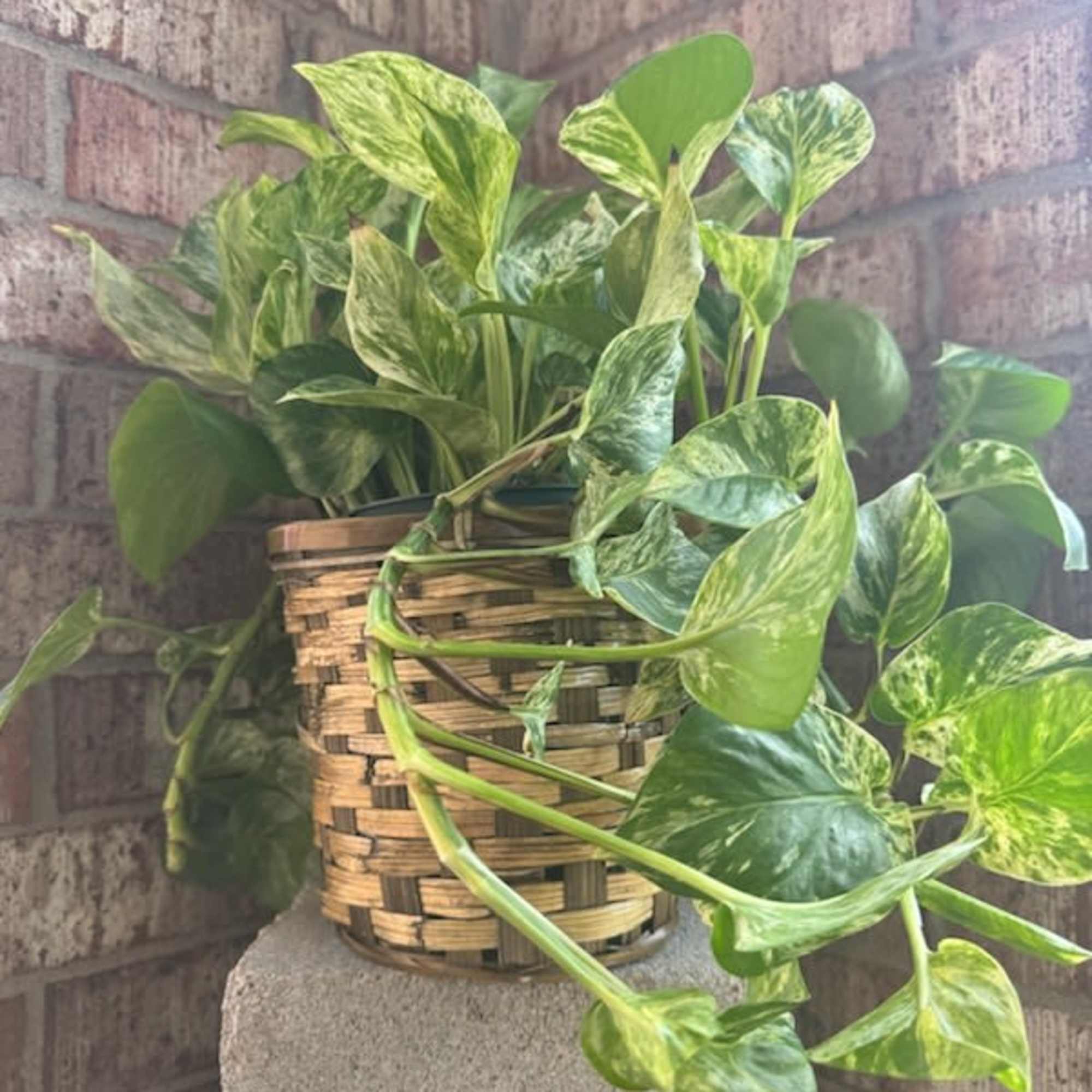 Potted variegated pothos in a woven basket planter