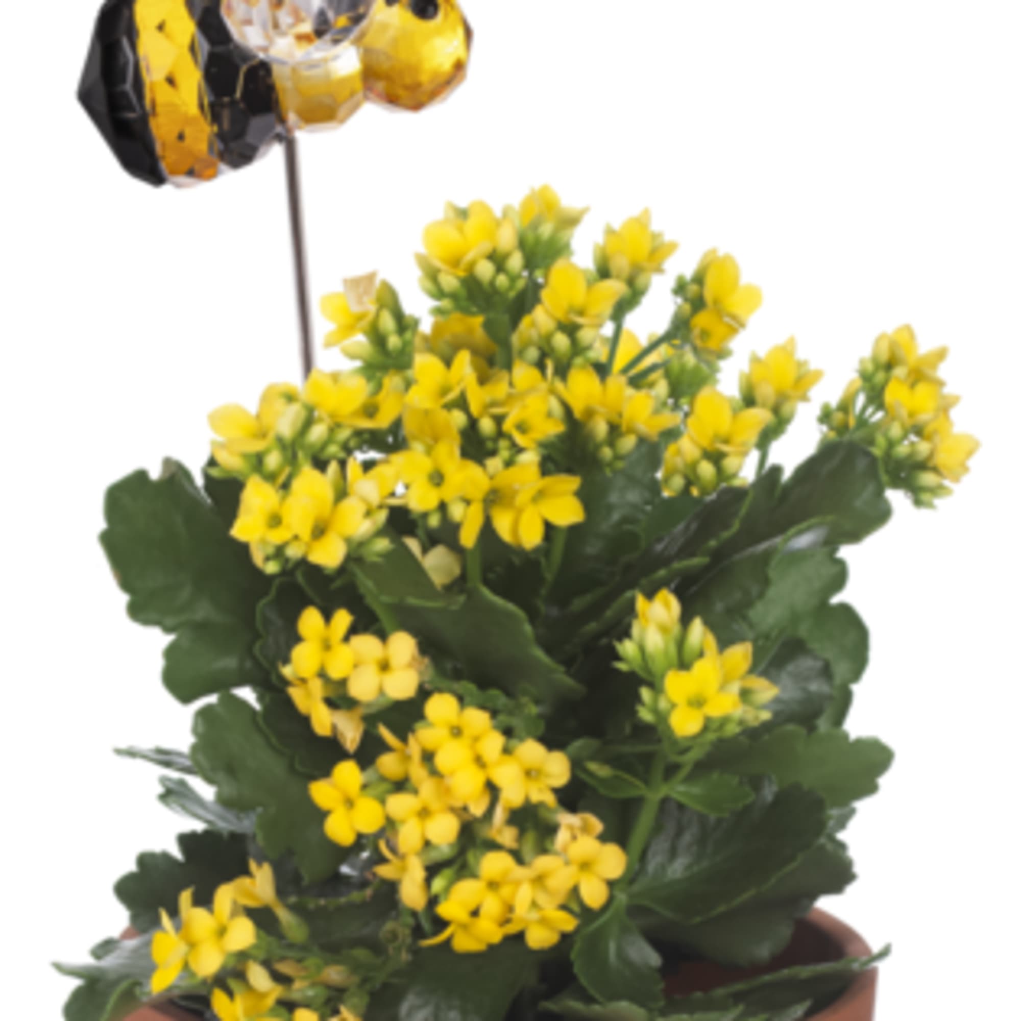 Potted plant with clusters of small yellow flowers and a bee decoration