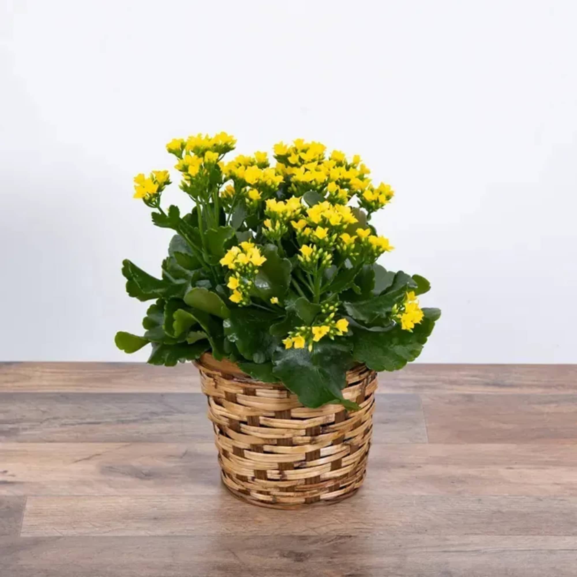 Yellow flowering plant in a woven basket pot