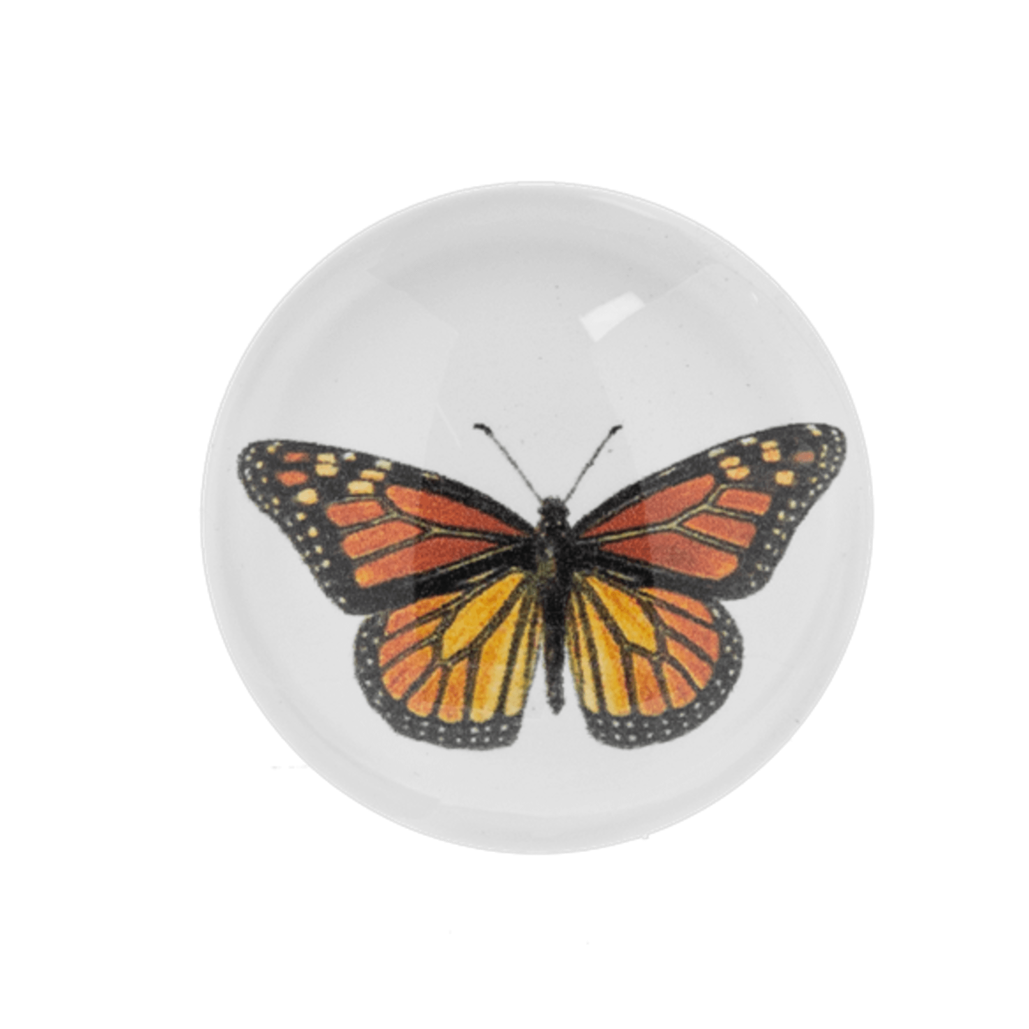 A small but meaningful reminder that change can be beautiful. This butterfly, photo 2 of 2