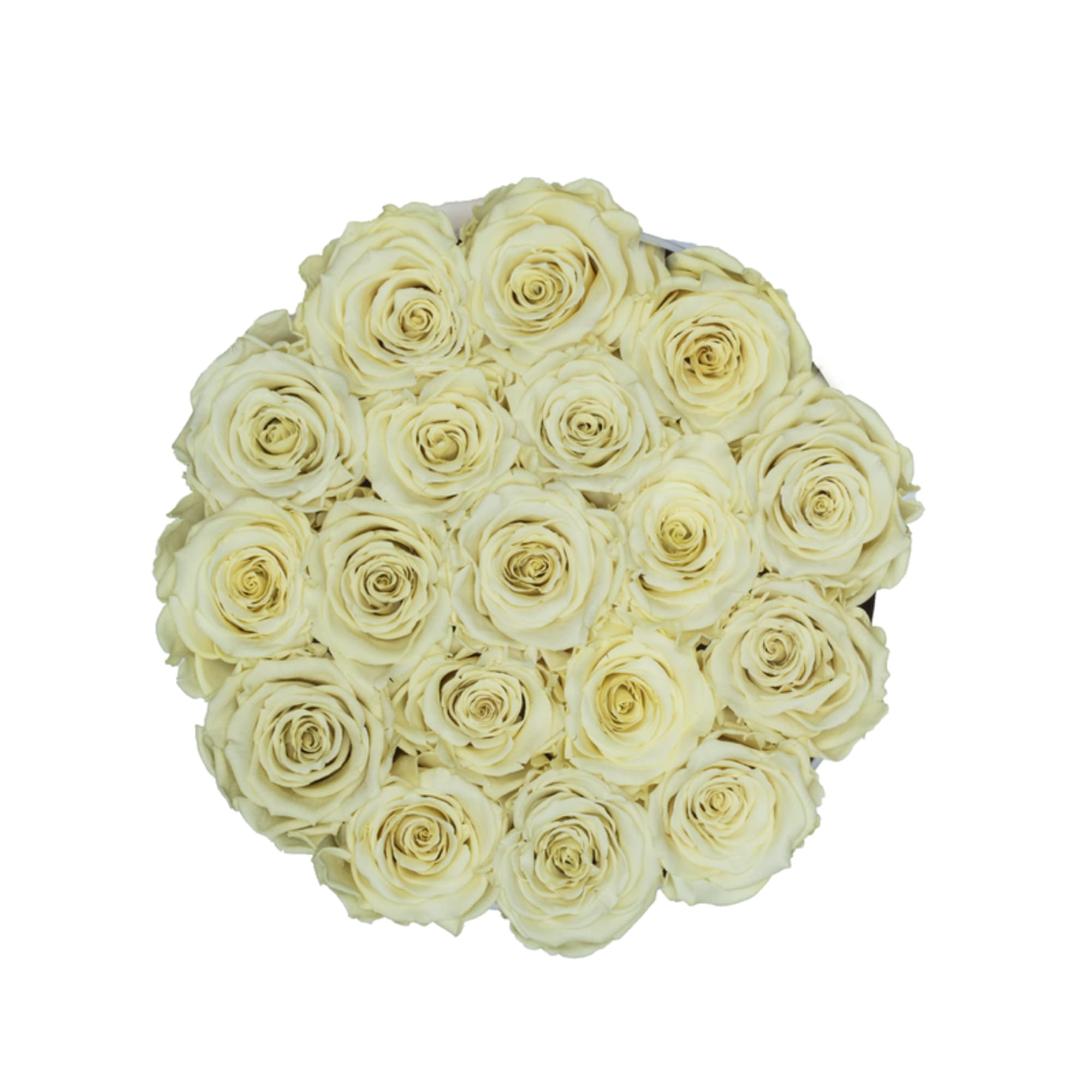 Round bouquet of cream roses on a white background