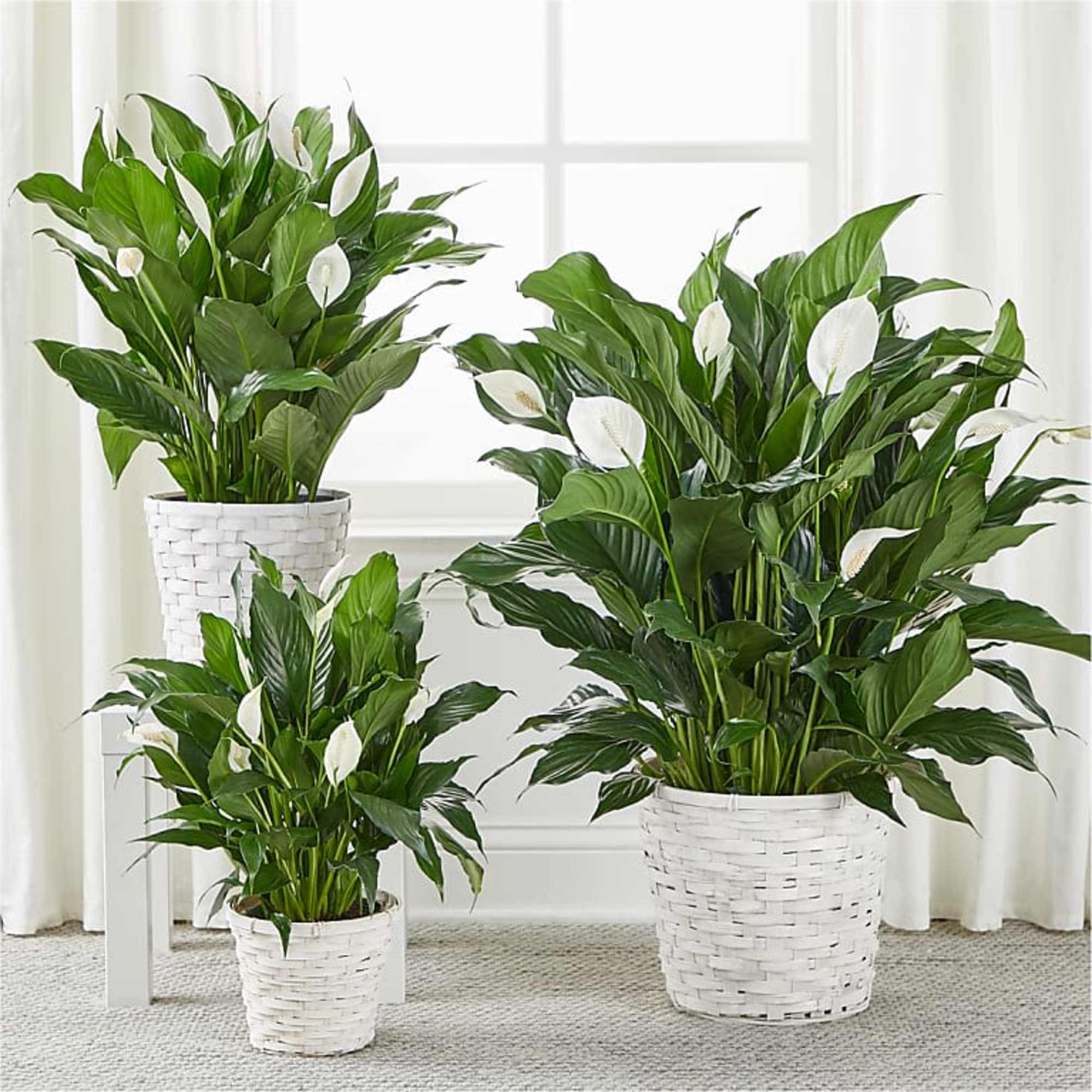 A beautiful blooming plant that is suitable for their home or office