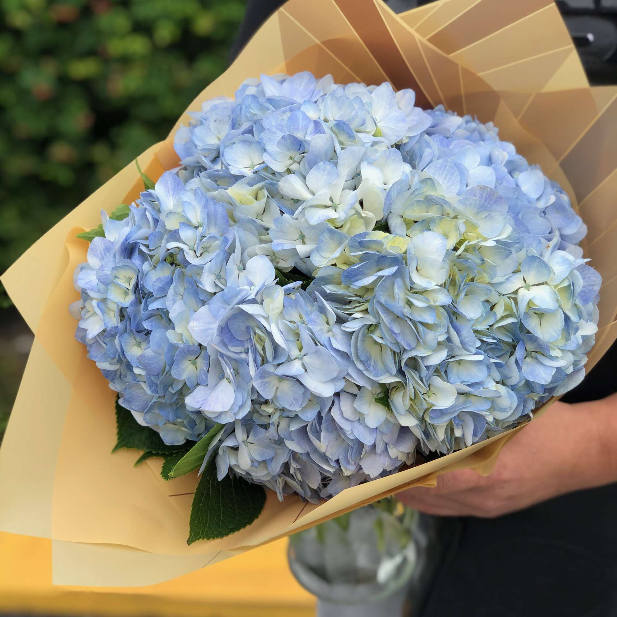 Elegant. Beautiful. Extraordinary. A grouping of premium Hydrangea flowers  in a