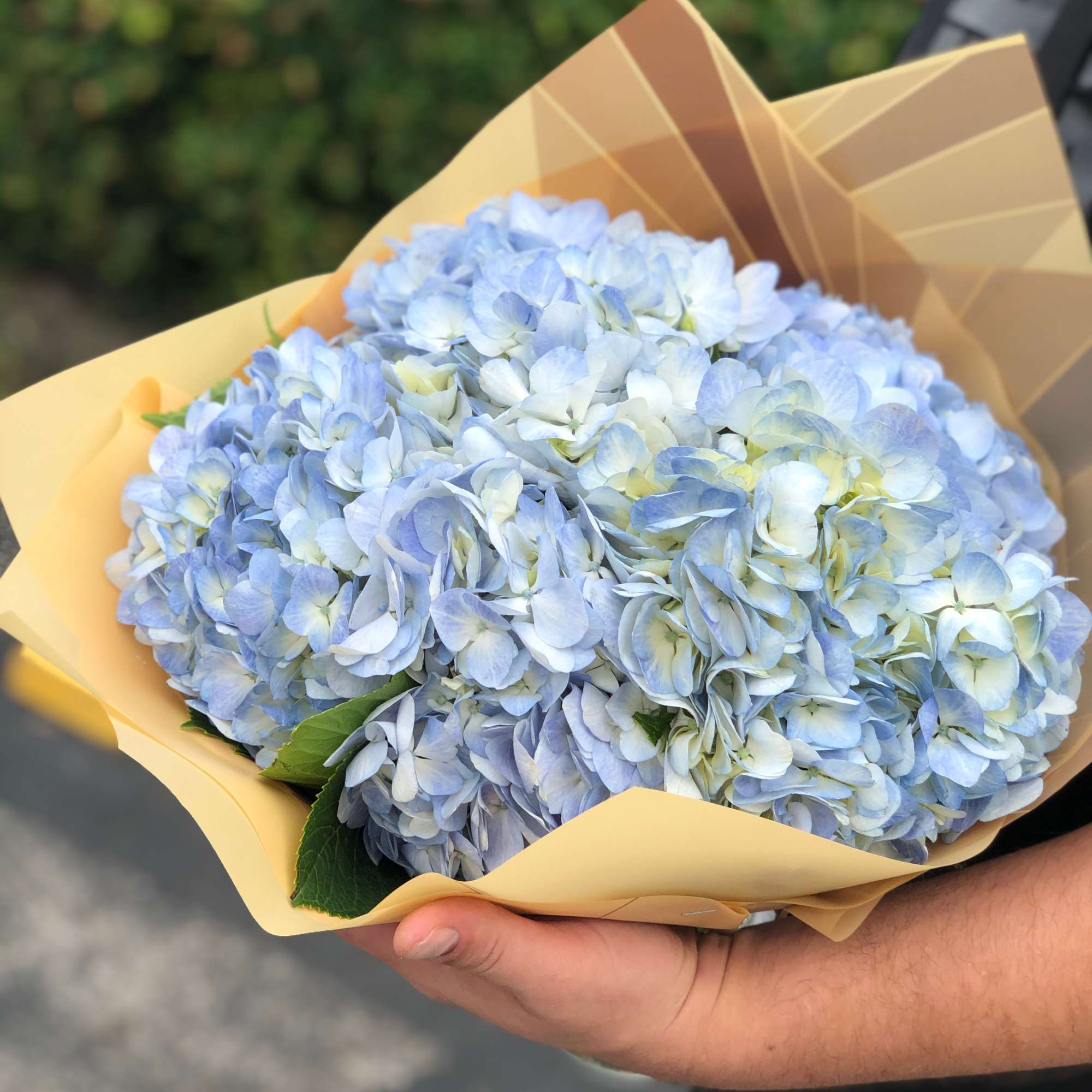 Elegant. Beautiful. Extraordinary. A grouping of premium Hydrangea flowers  in a