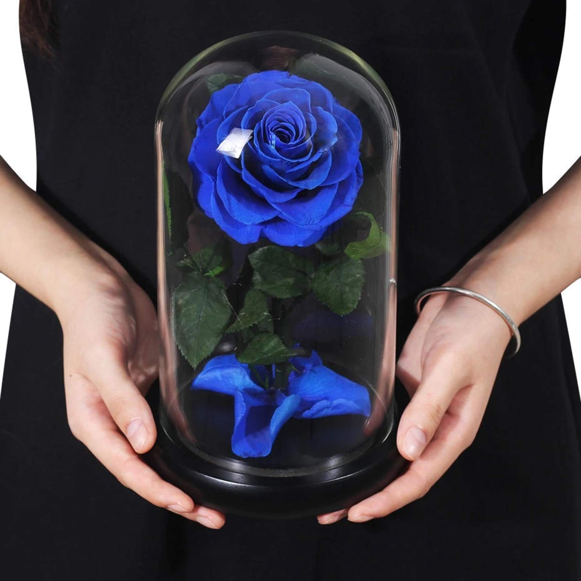 Blue rose under a glass dome held in two hands