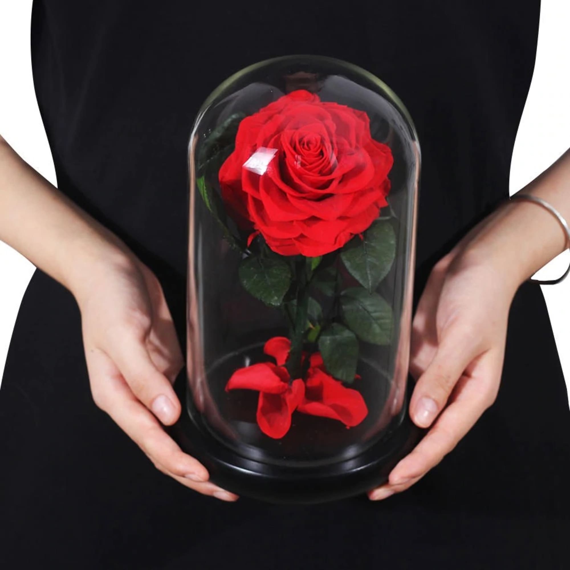 Single red rose under a glass dome with red petals at the base