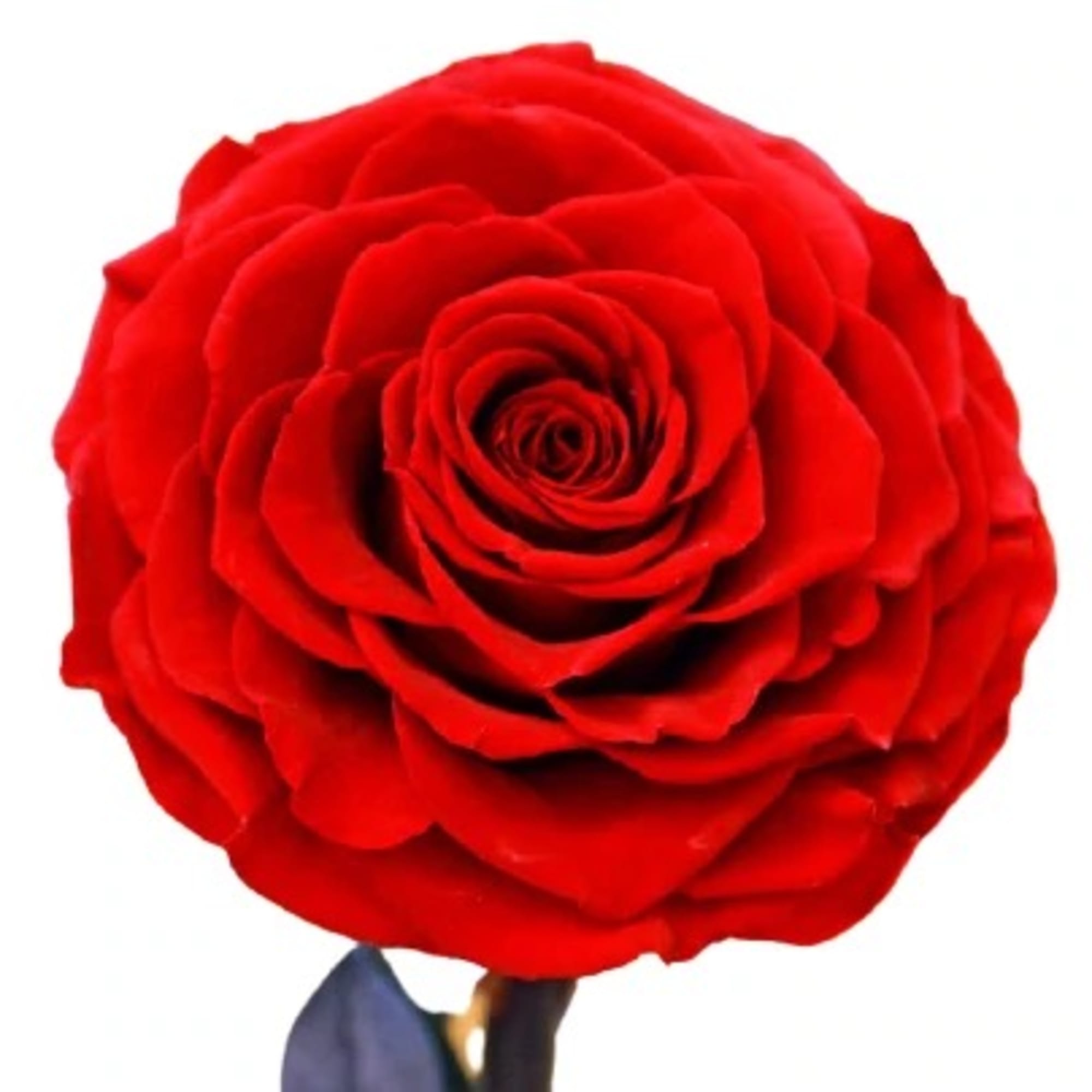 Close-up of a single red rose bloom on a white background