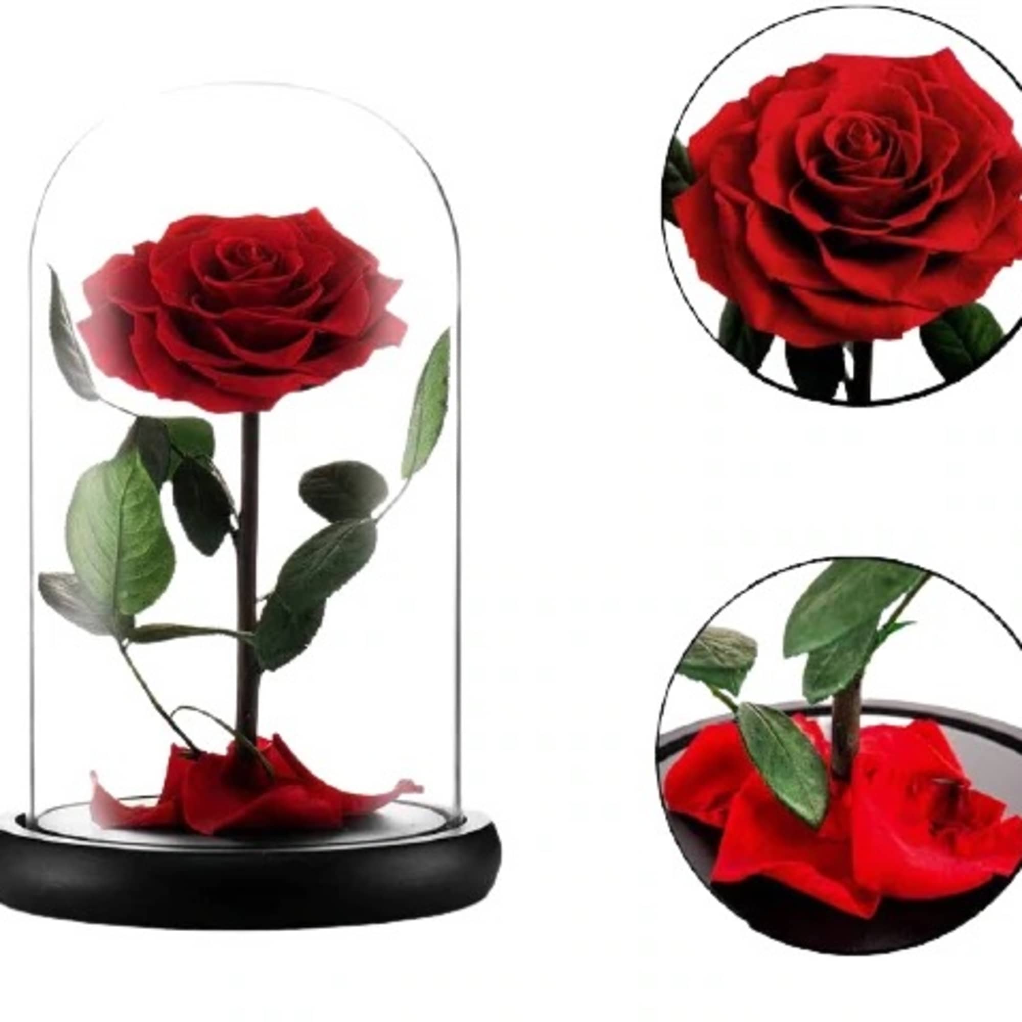 Single red rose under a glass dome on a black base, photo 6 of 12