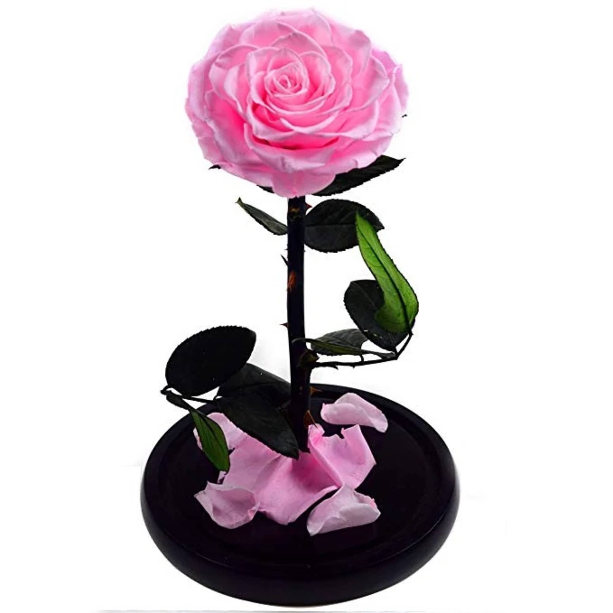 Single pink rose in a black dome display with scattered petals