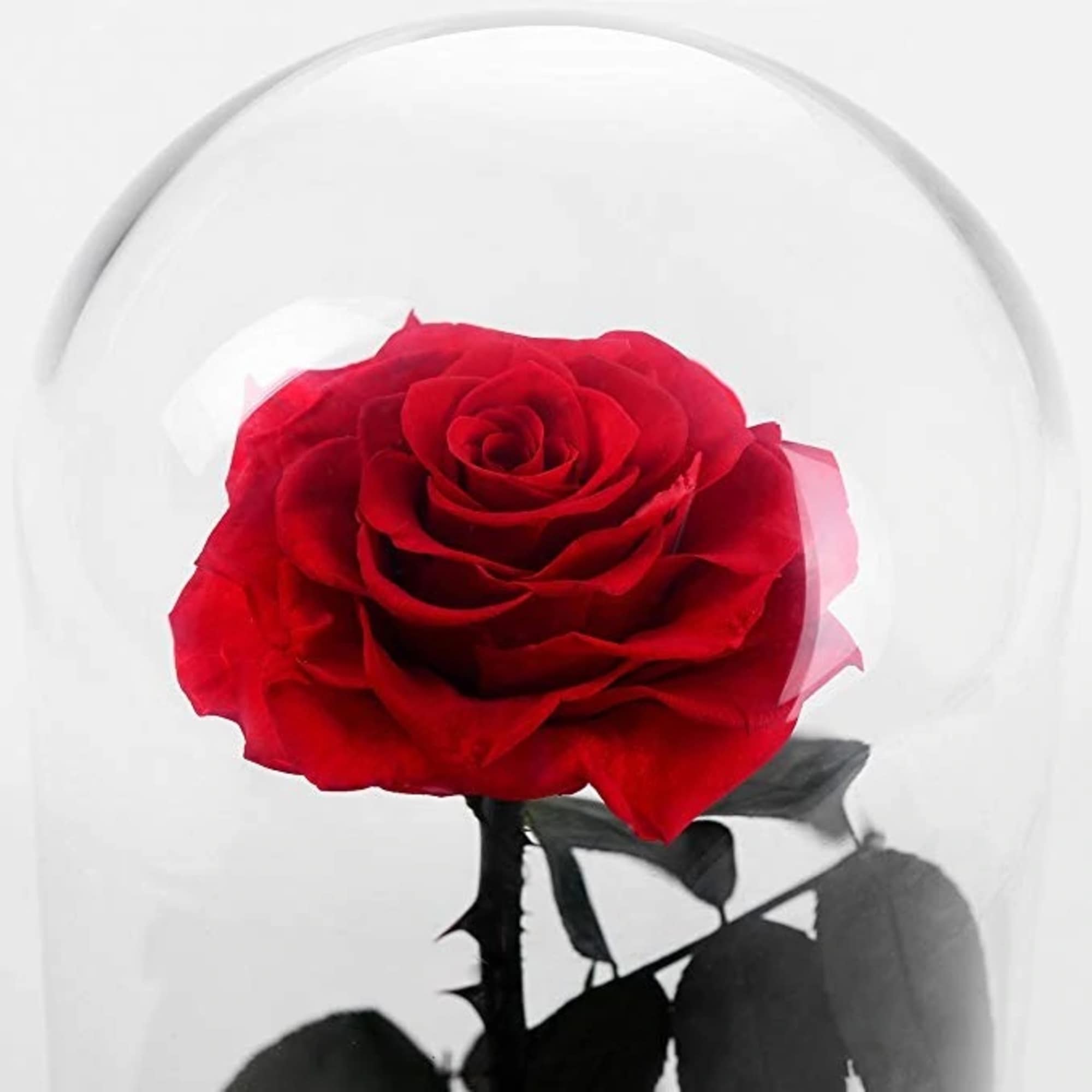 Single red rose under a clear glass dome