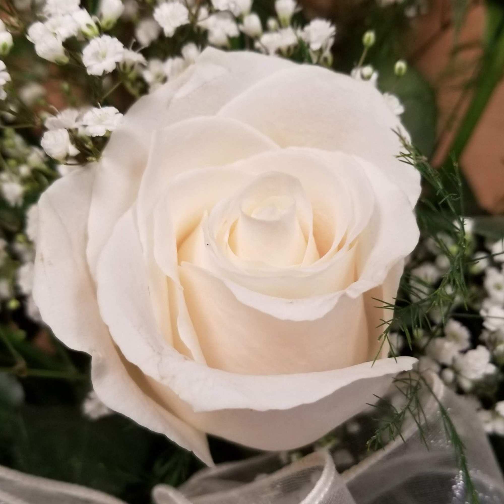 Close-up of a white rose surrounded by tiny white filler flowers