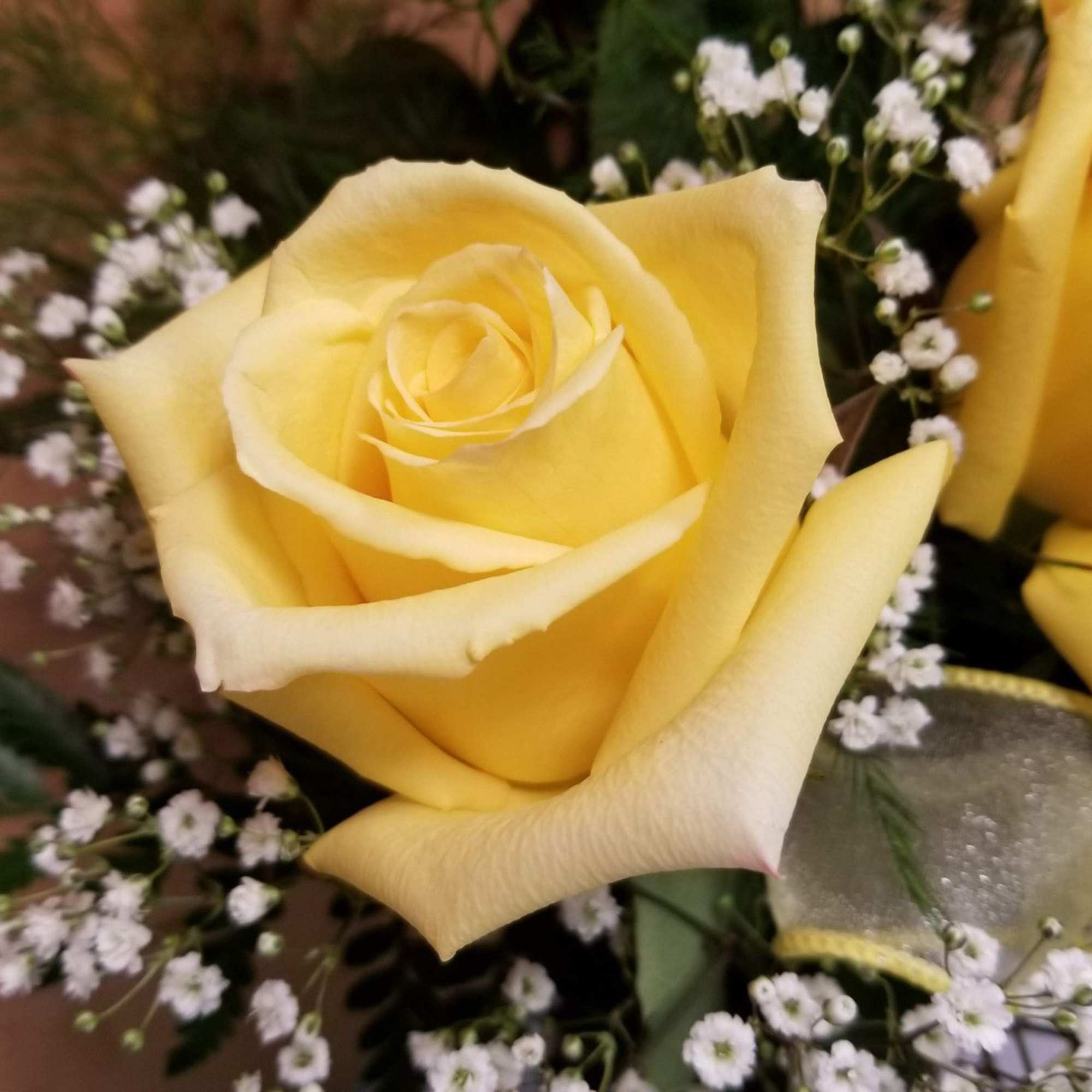 Close-up of a yellow rose surrounded by tiny white filler flowers
