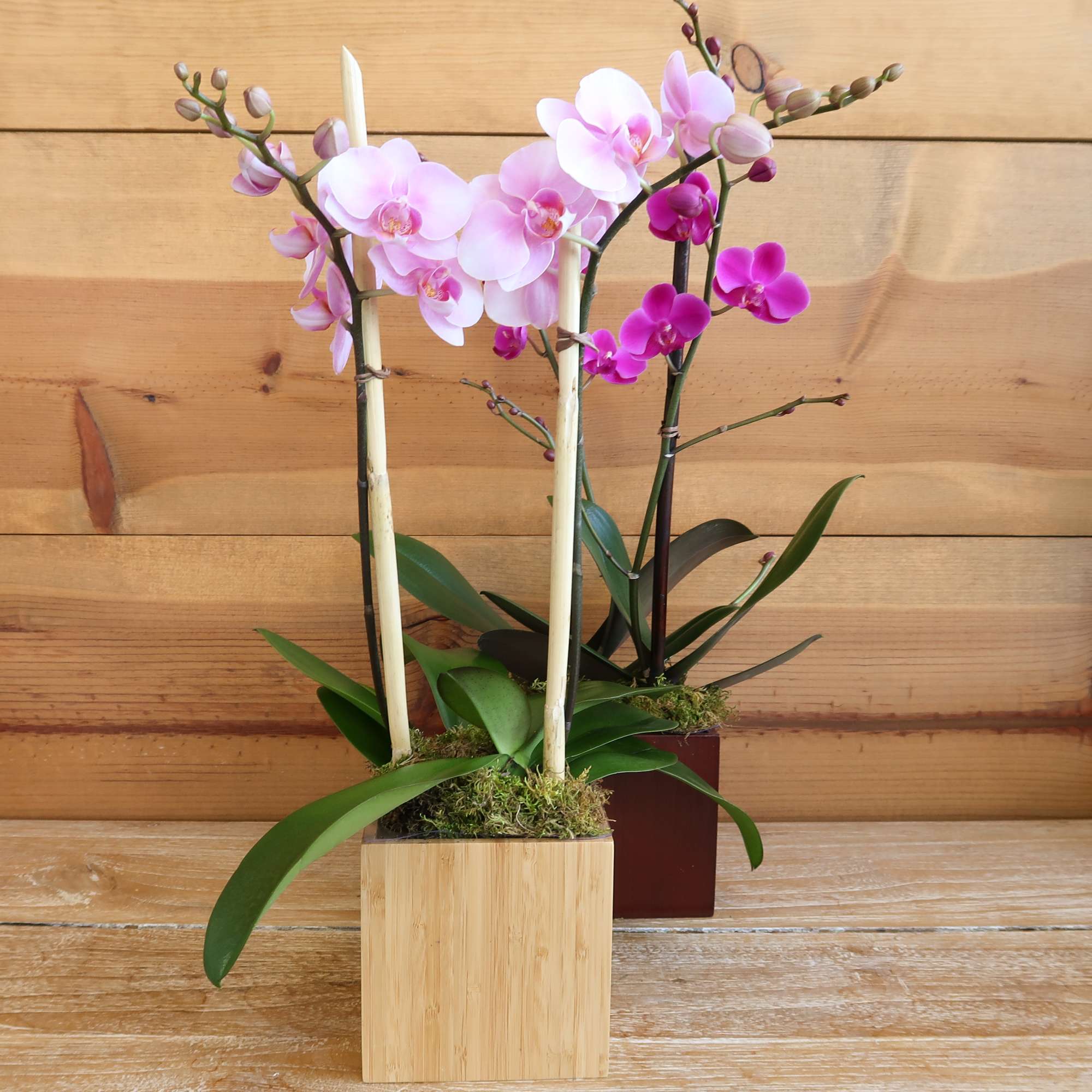 Pure elegance. That's what these divine mini phaleanopsis orchids deliver.  They're, photo 2 of 5